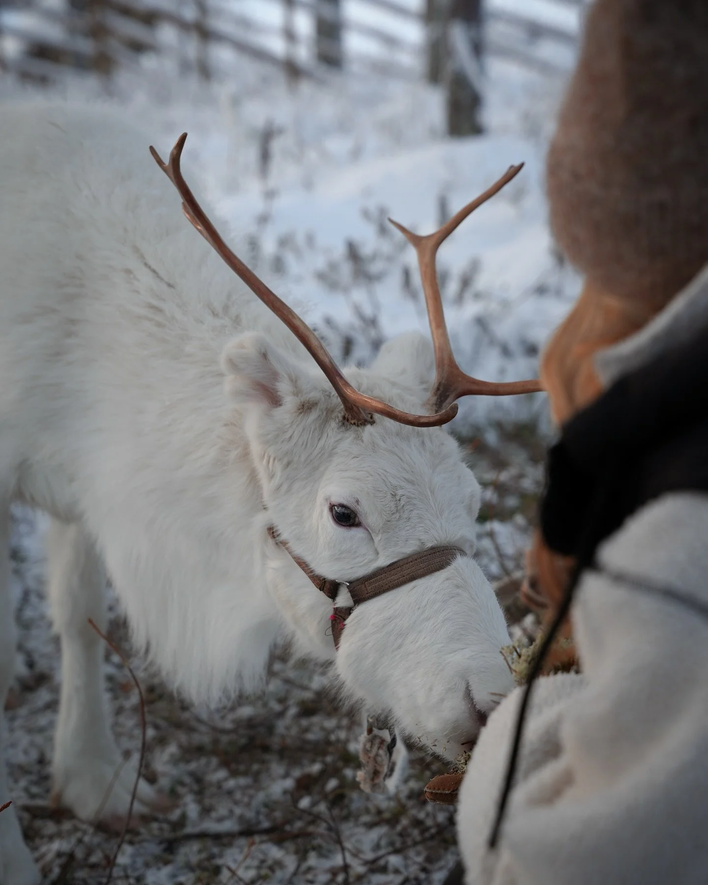 Meet our cute reindeer friends🦌🥹
They are going to spend this winter at @haloigloos and you can say hi anytime if you&rsquo;re staying with us! 
You can feed them and learn about their life in Lapland❄️

Book your stay via our website (link in bio)