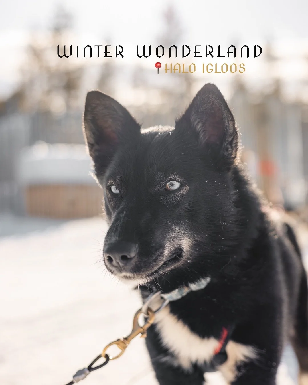 There&rsquo;s so much to do around Rovaniemi🇫🇮Snowmobiling and Aurora hunting, husky and reindeer safaris, snowshoeing and cross country skiing and many other fun activities. 

Pick Halo igloos as your winter getaway and enjoy the best of Rovaniemi