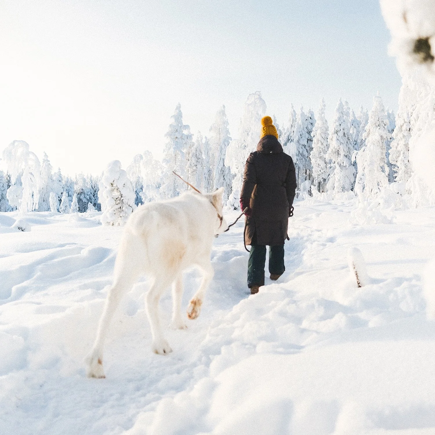 Reindeer Forest Walk