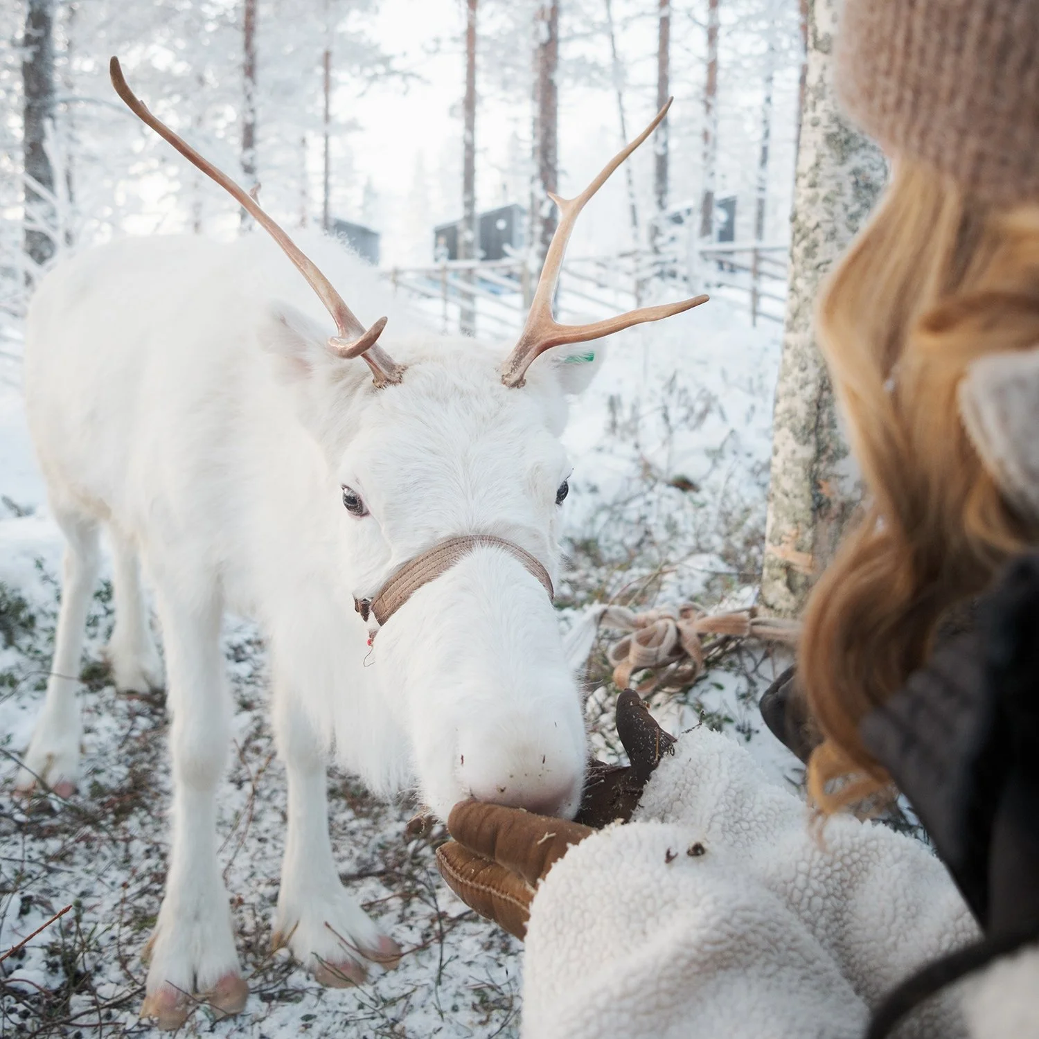 reindeer1.jpg