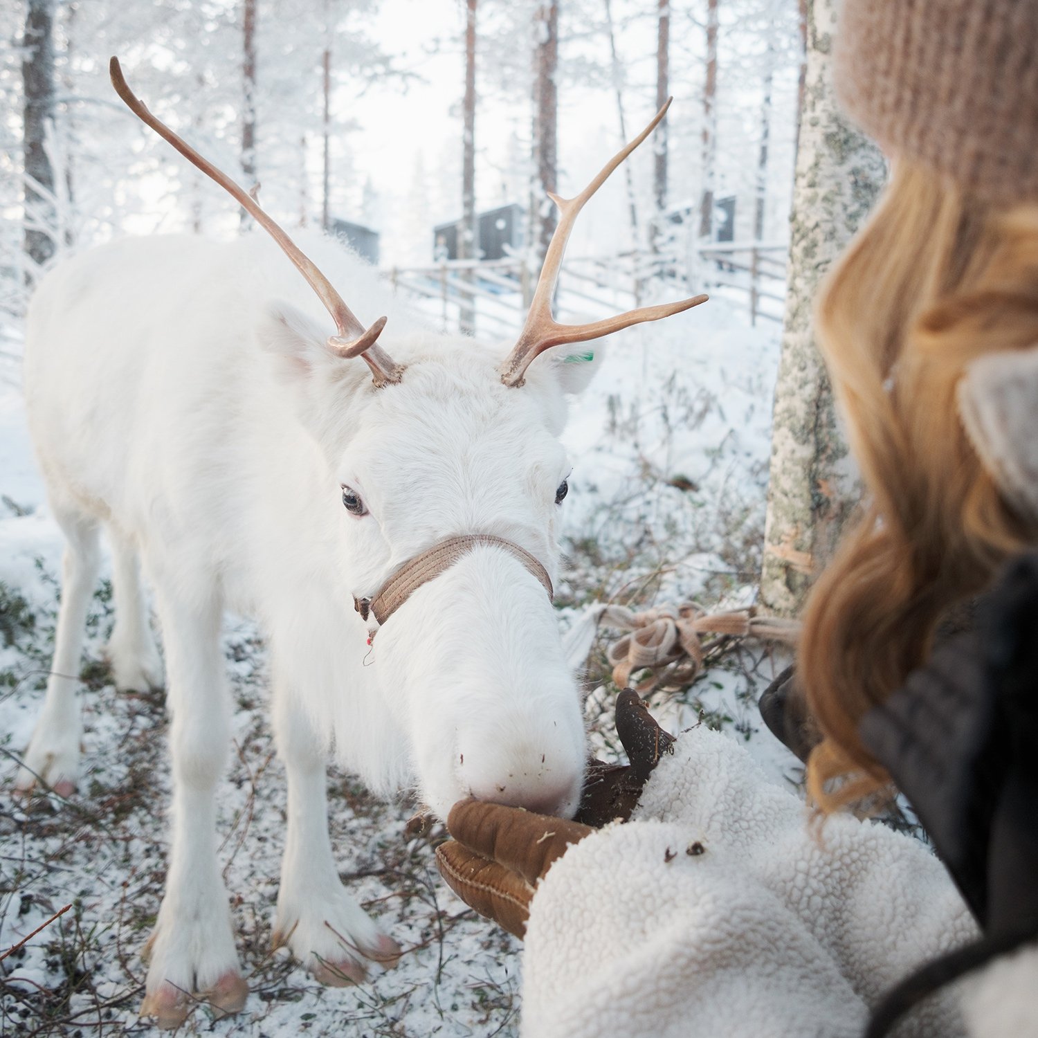 reindeer1.jpg