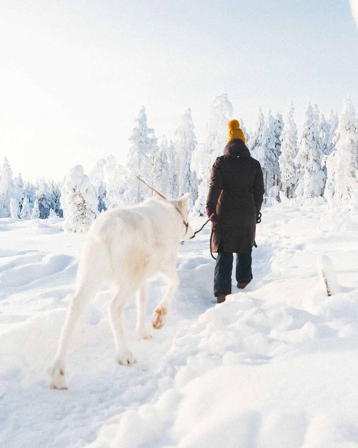 reindeer.jpg
