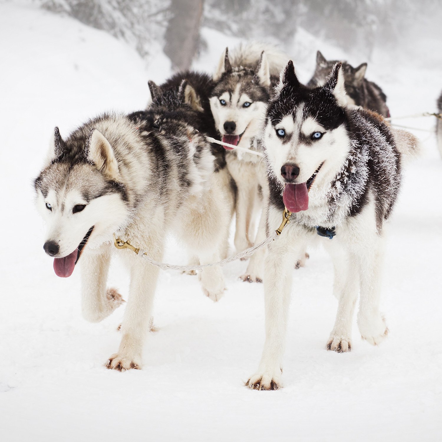 husky7.jpg