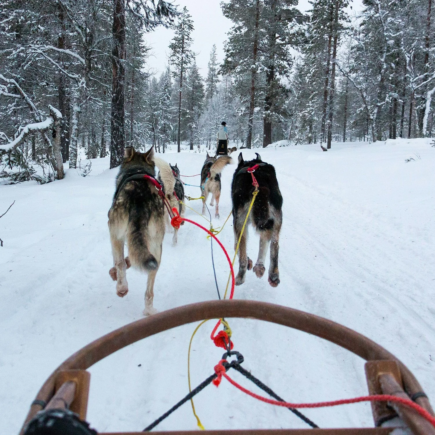 husky5.jpg