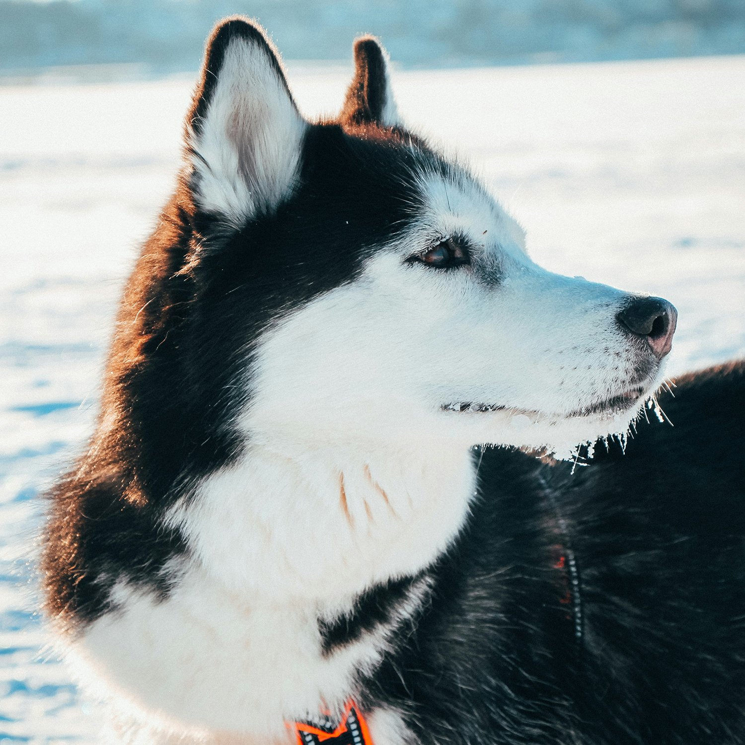 husky4.jpg