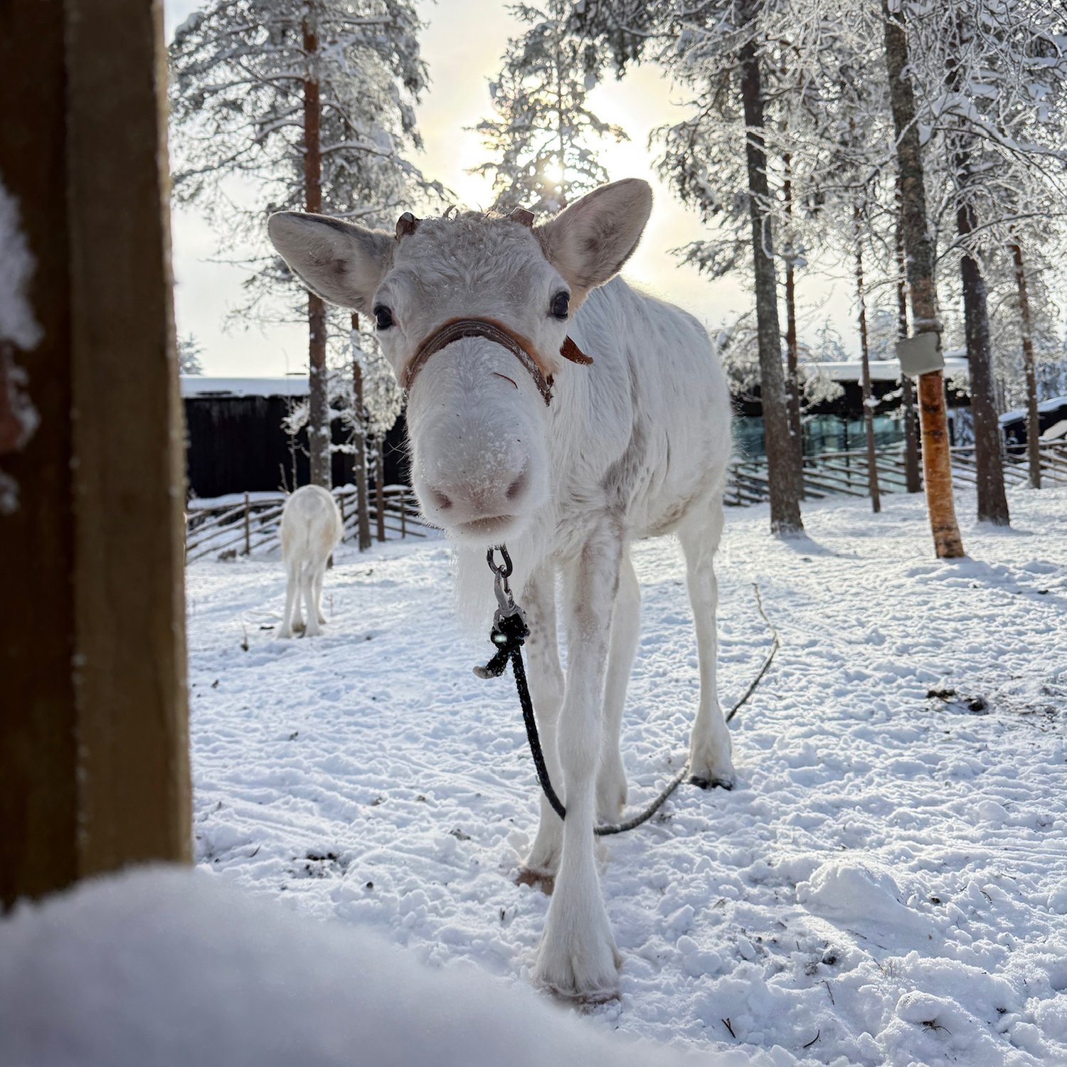 reindeer2.jpg