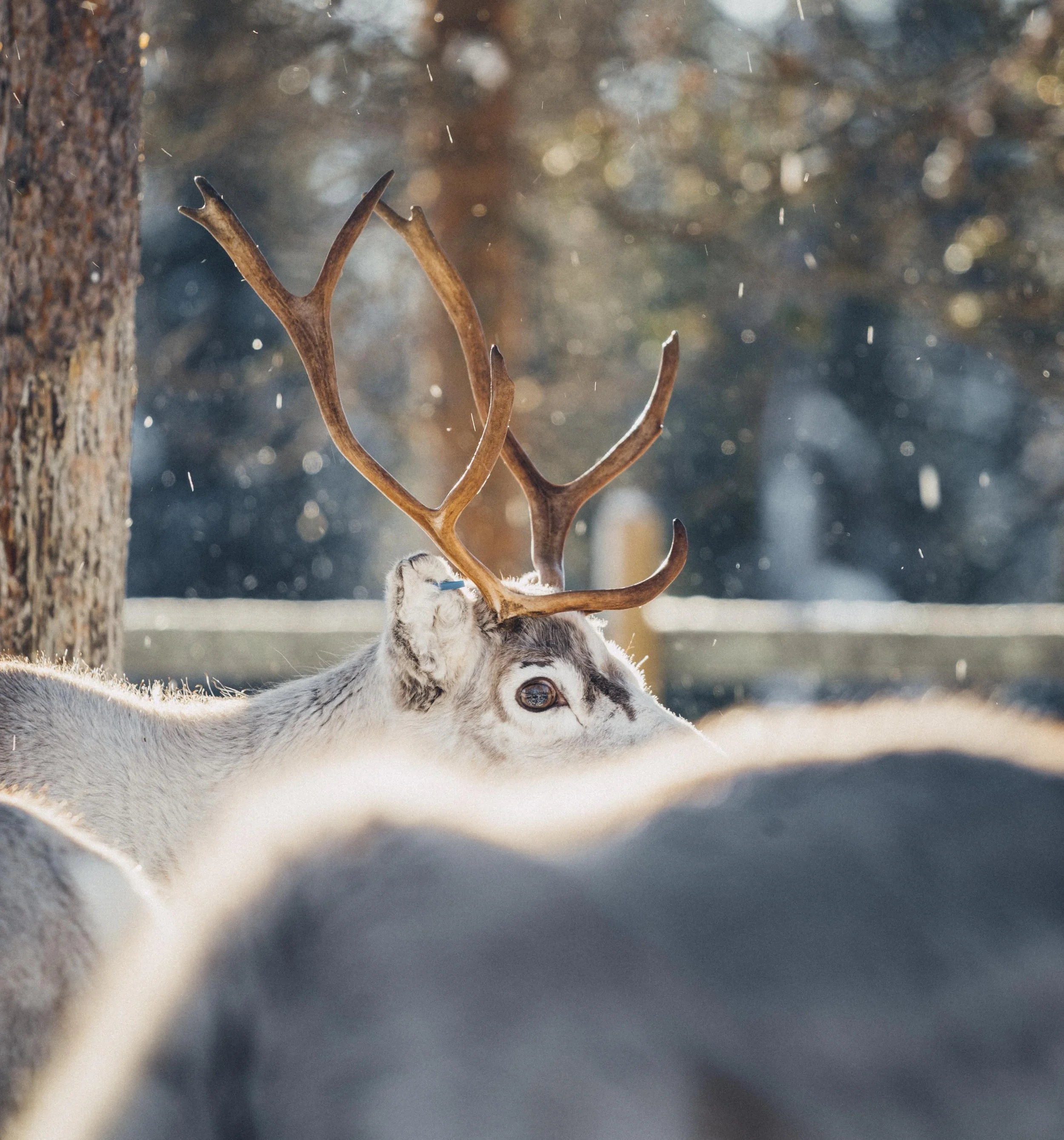 reinder at halo igloos rovaniemi lapland