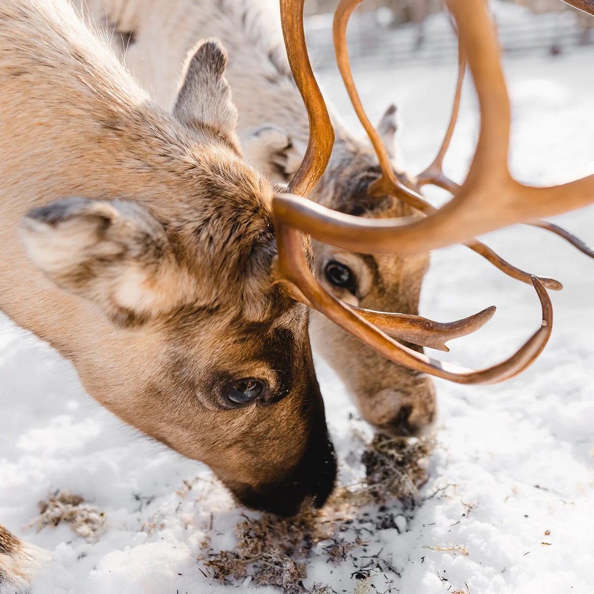 reindeer herder halo igloos reindeer activity rovaniemi lapland