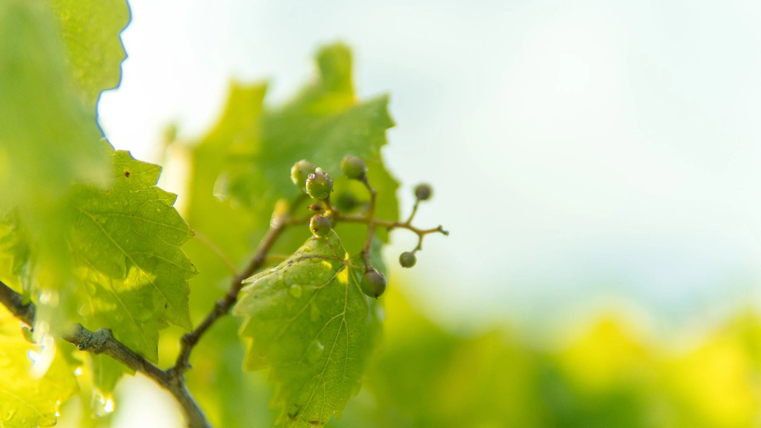 23-vineyard Finished (23 of 32).jpg