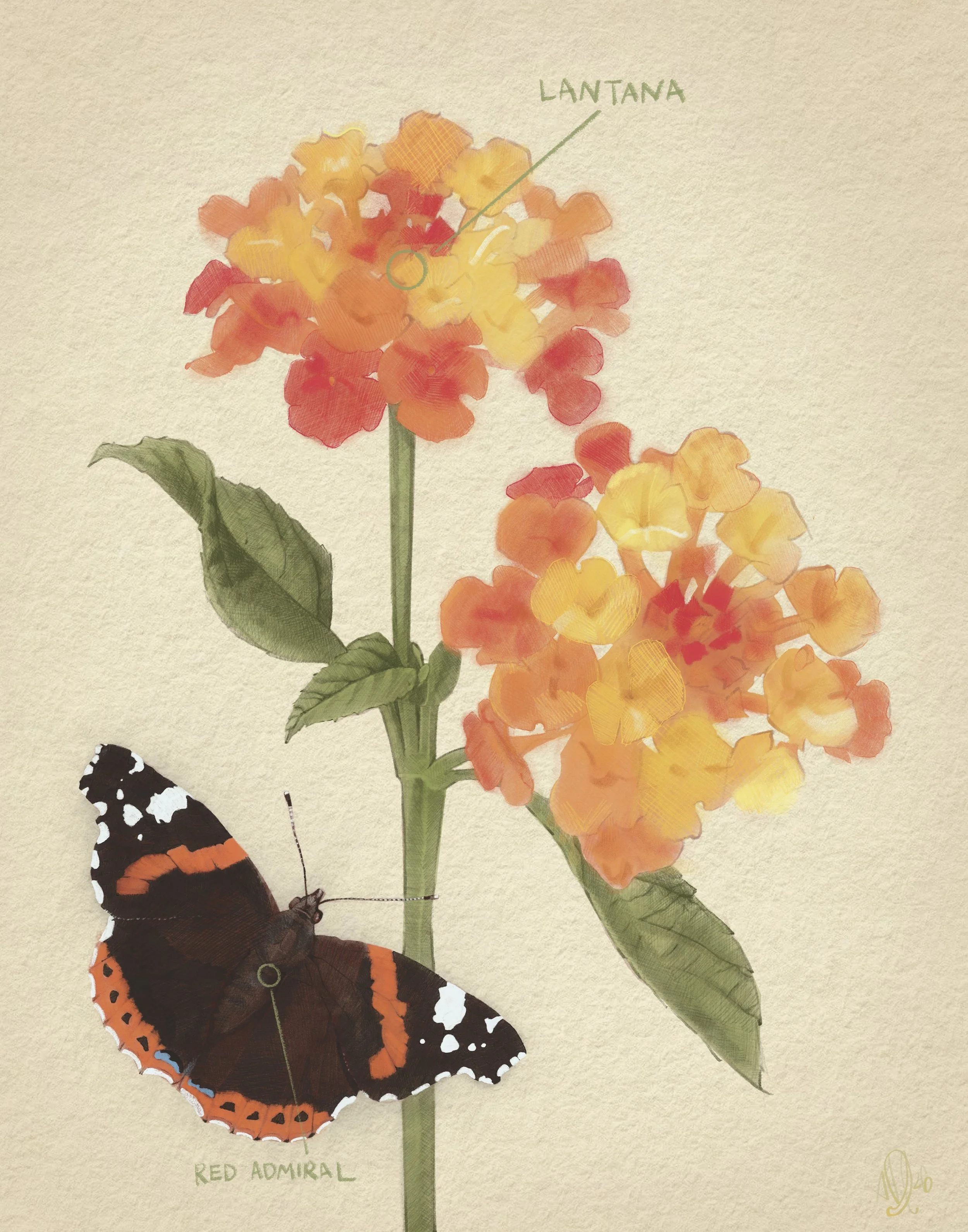 Lantanas