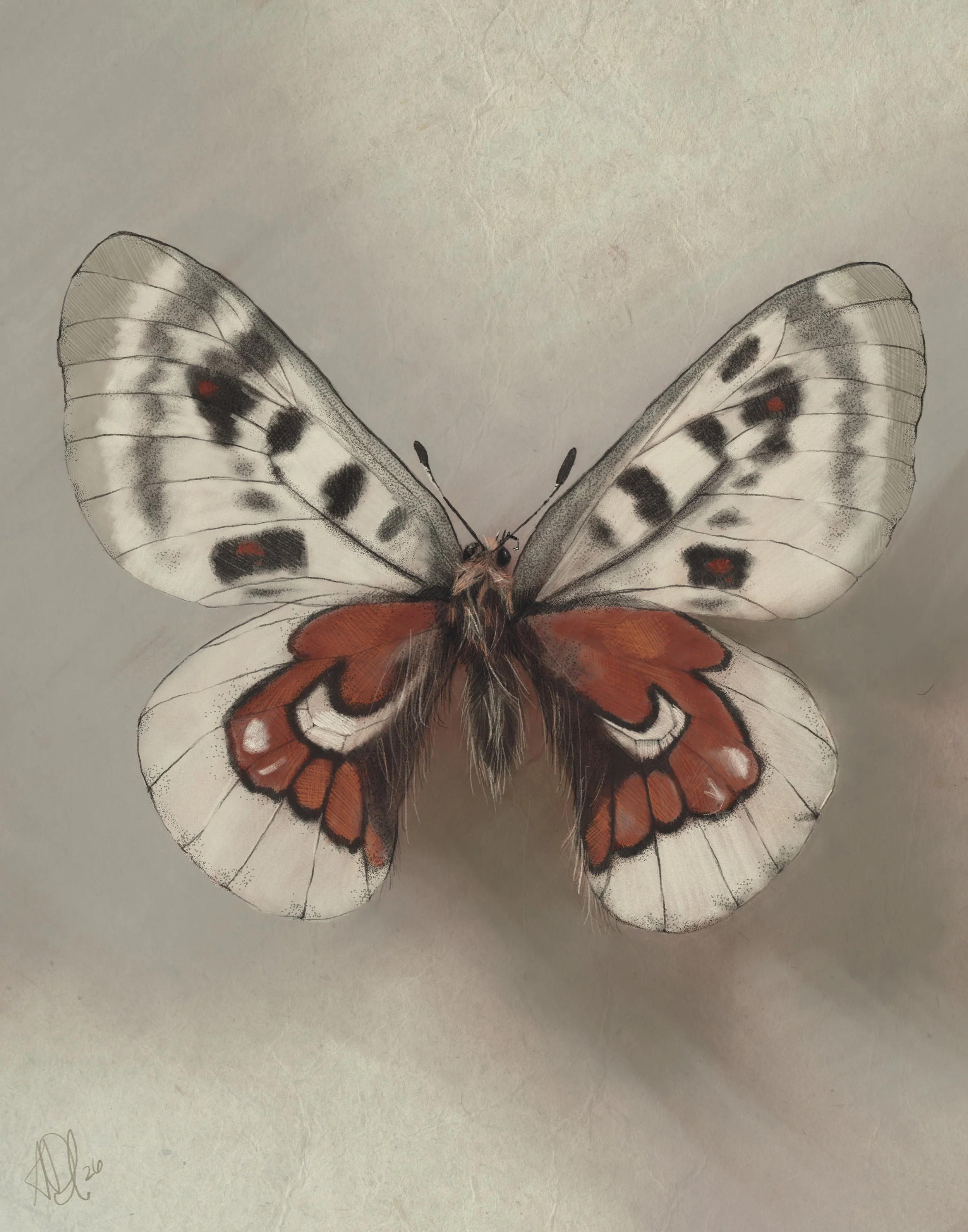 apollobutterfly.jpeg