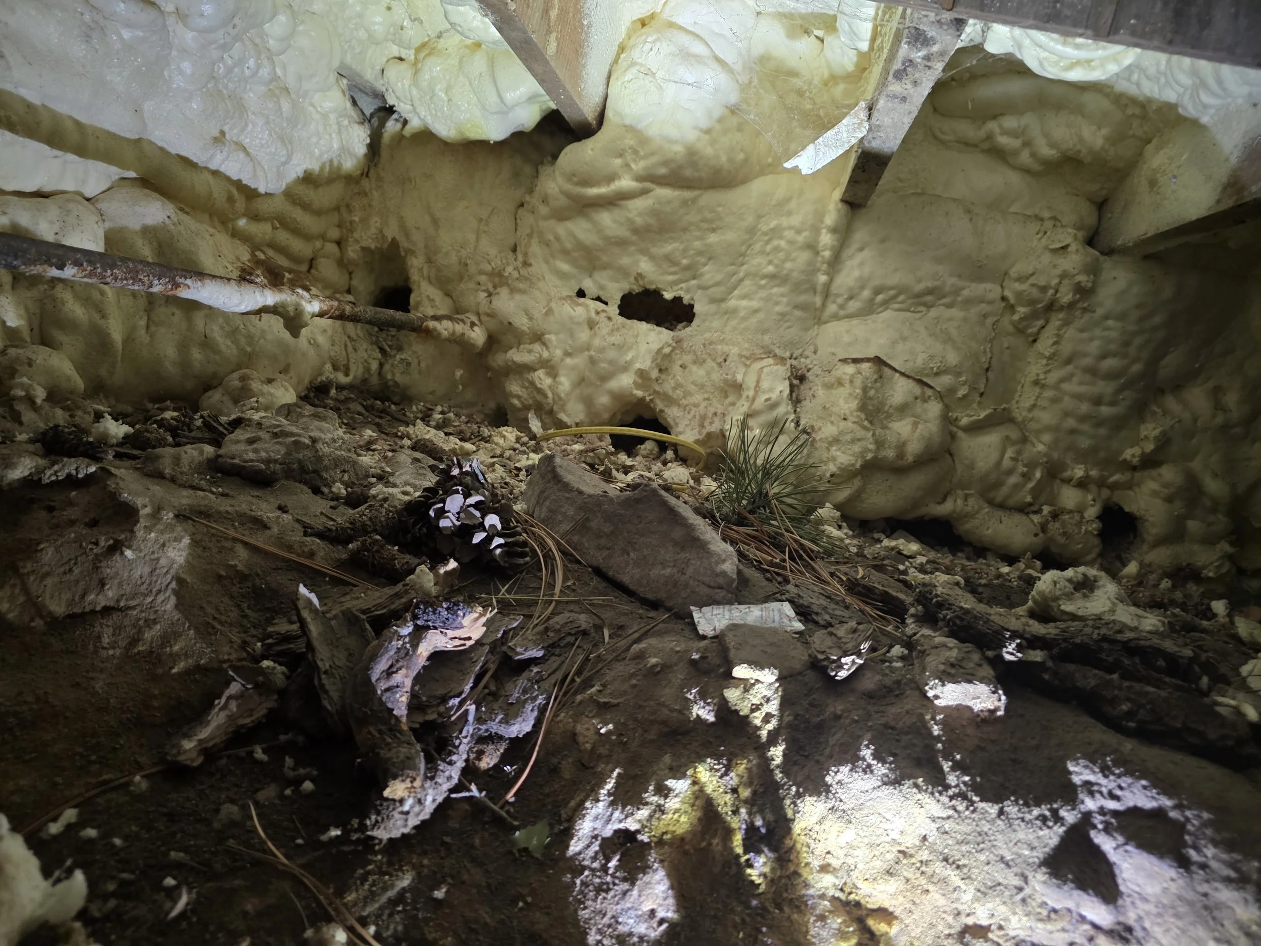 rats chewed an entire tunnel system into insulation