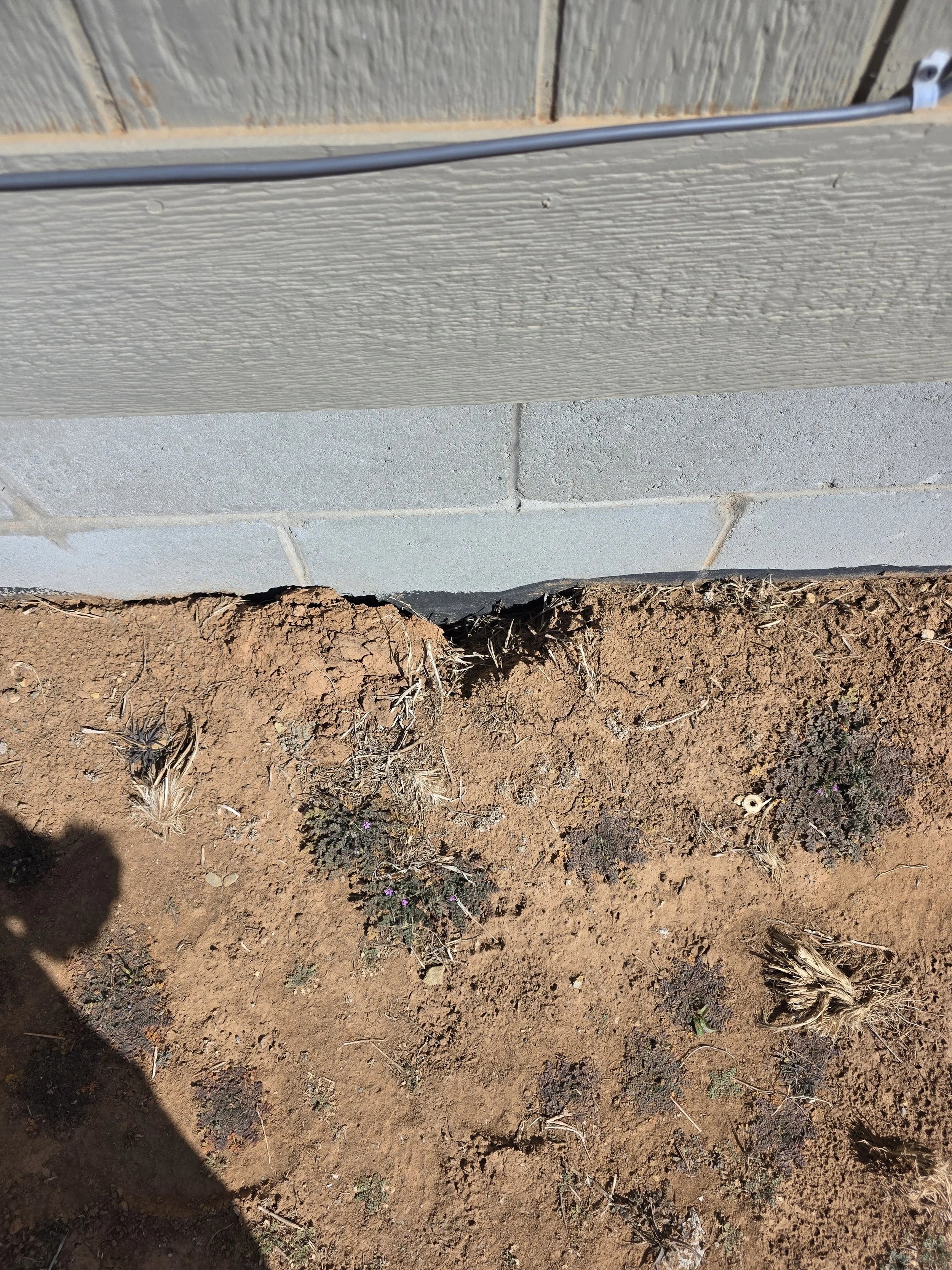 burrowing rodent at the stem wall in durango