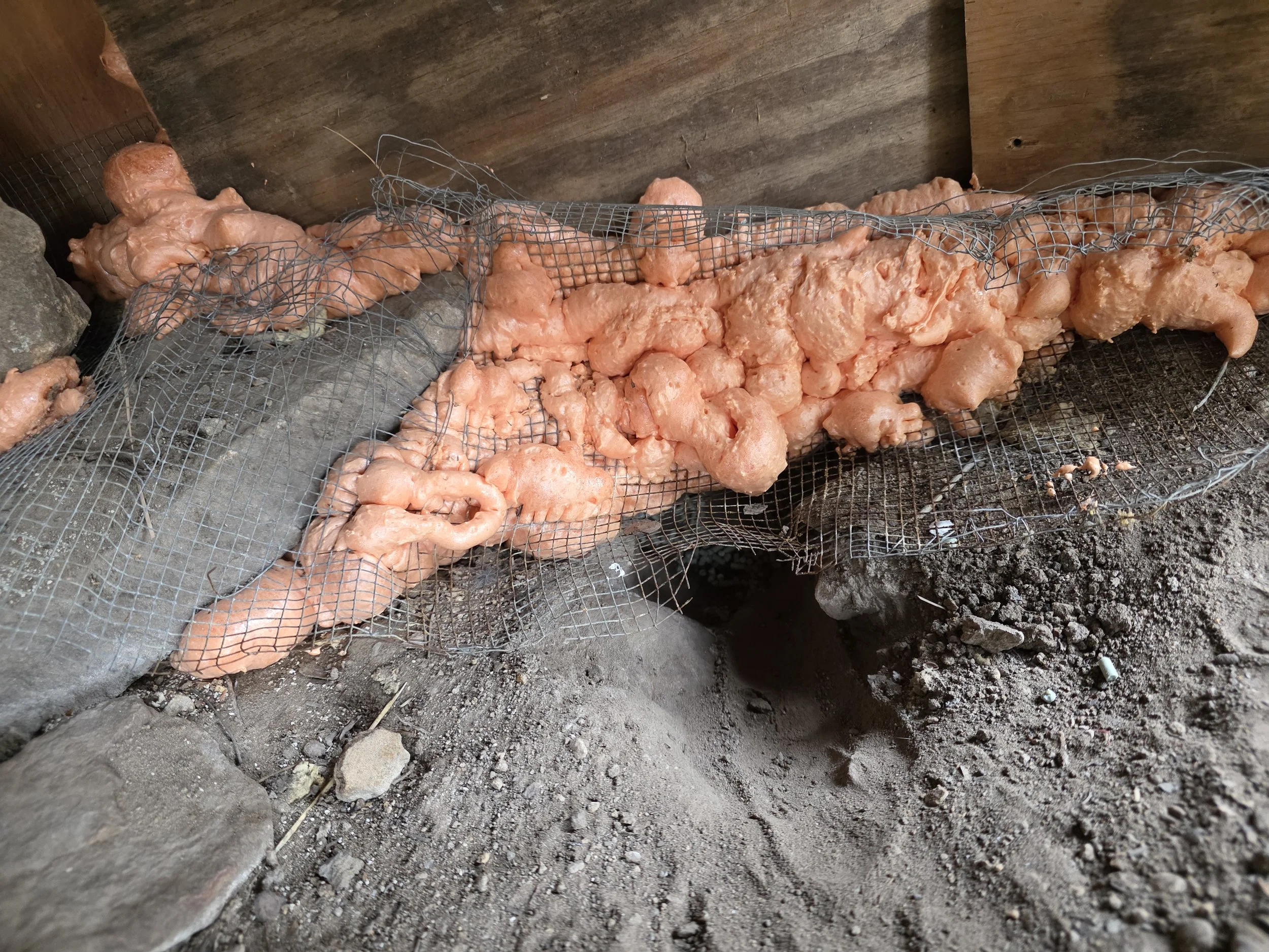 rat tunneled under an old repair