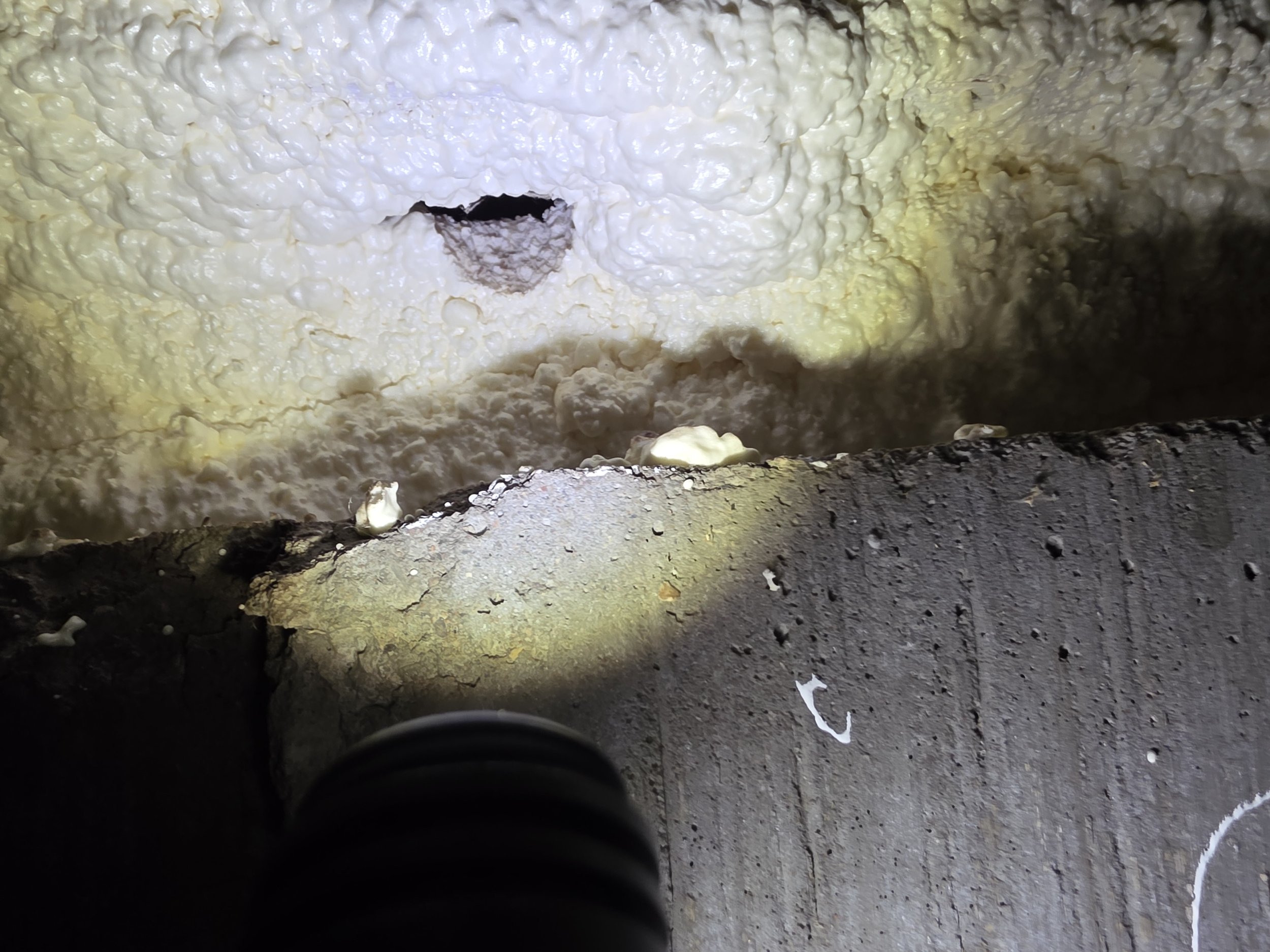 rodent made entrance through foam in durango