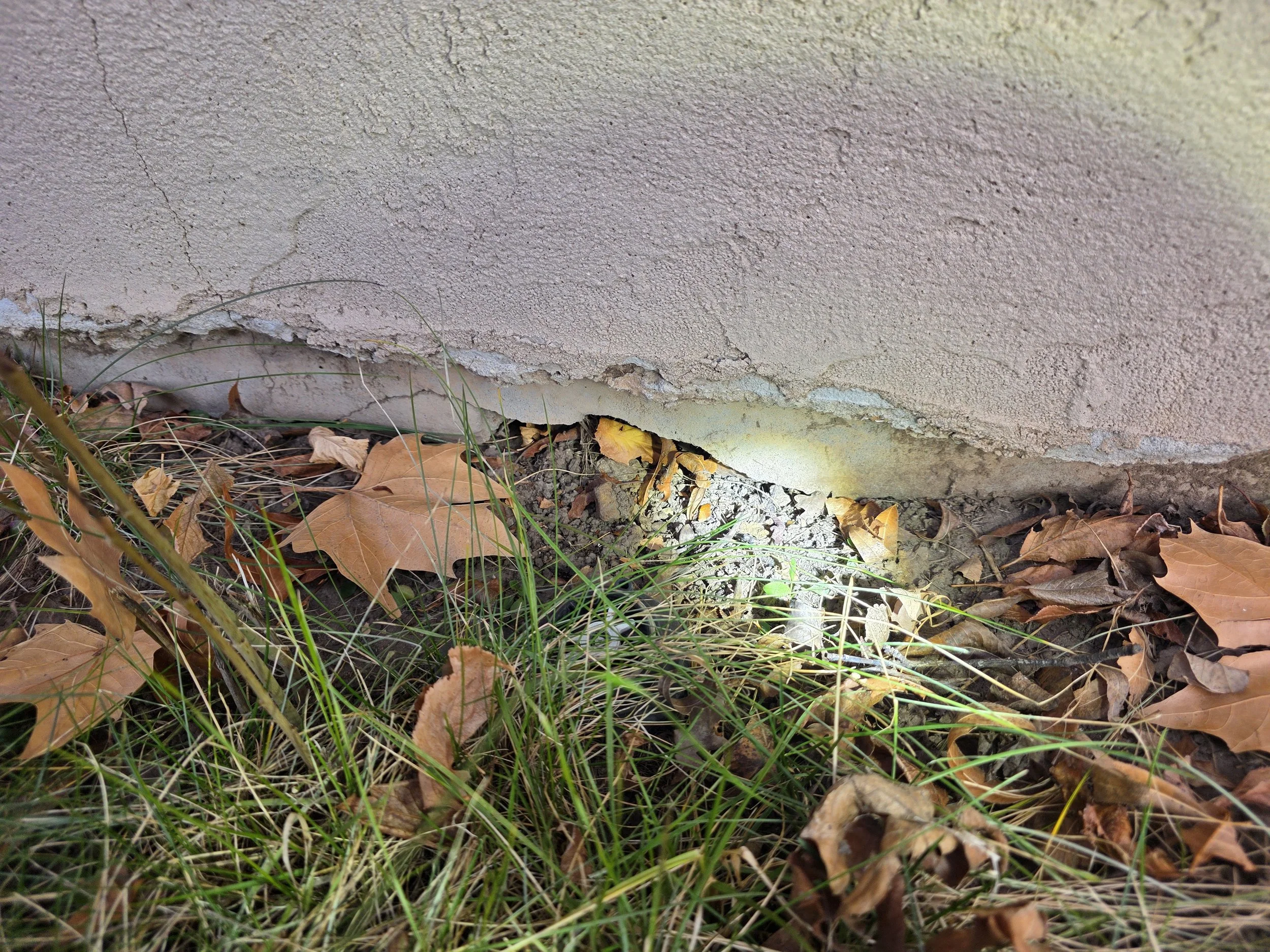 rodent in durango came in through small gap