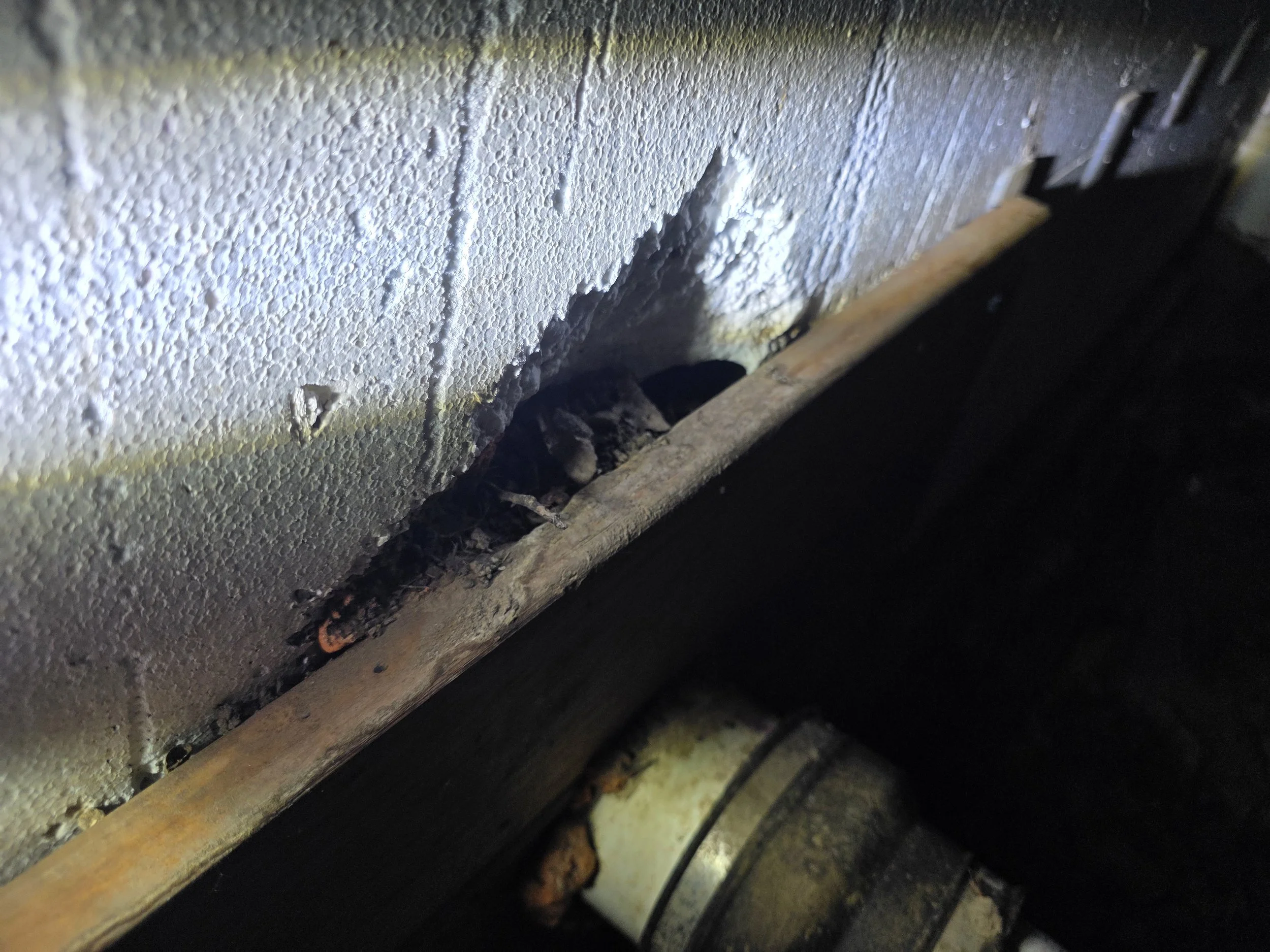 rodent intrusion at utility penetration