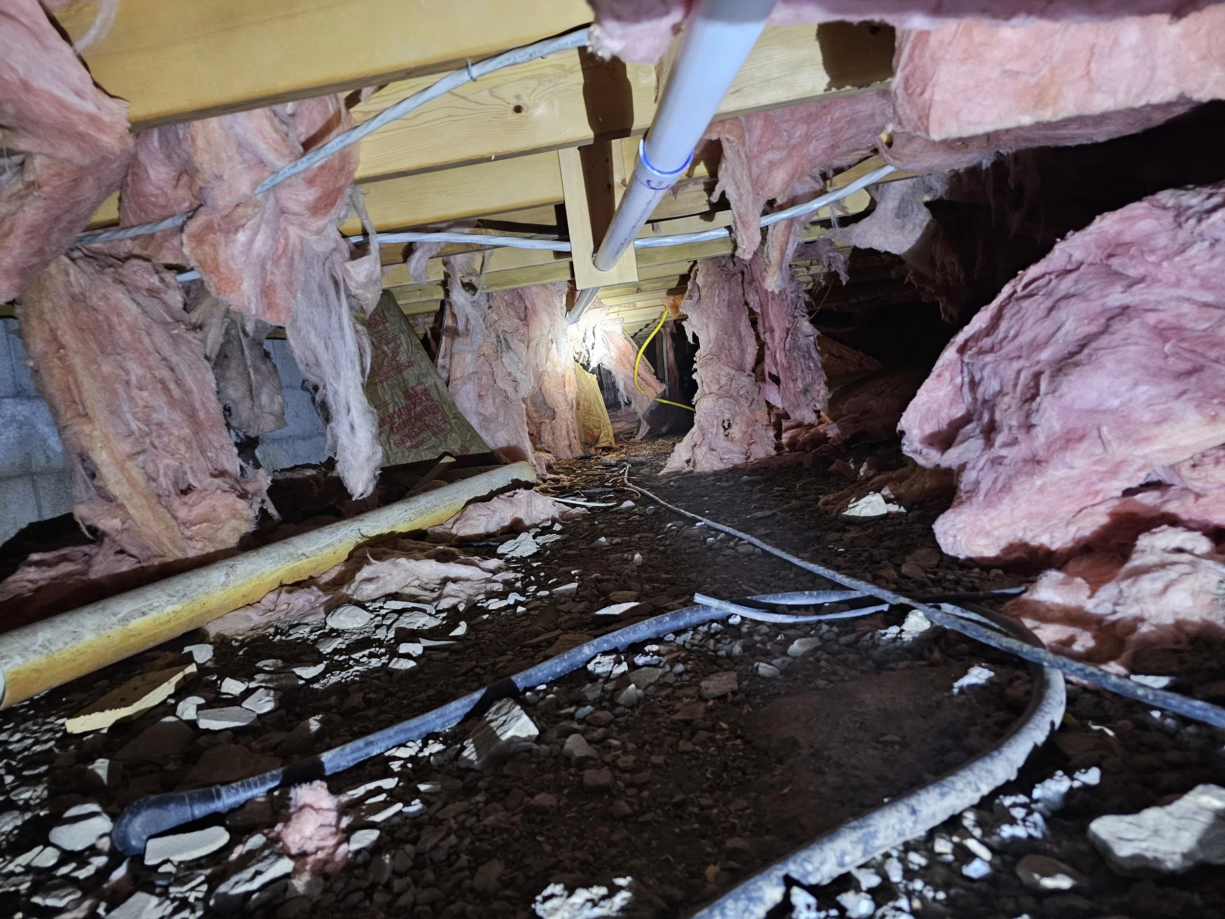 rodent and racoon insulation damage and sanitation