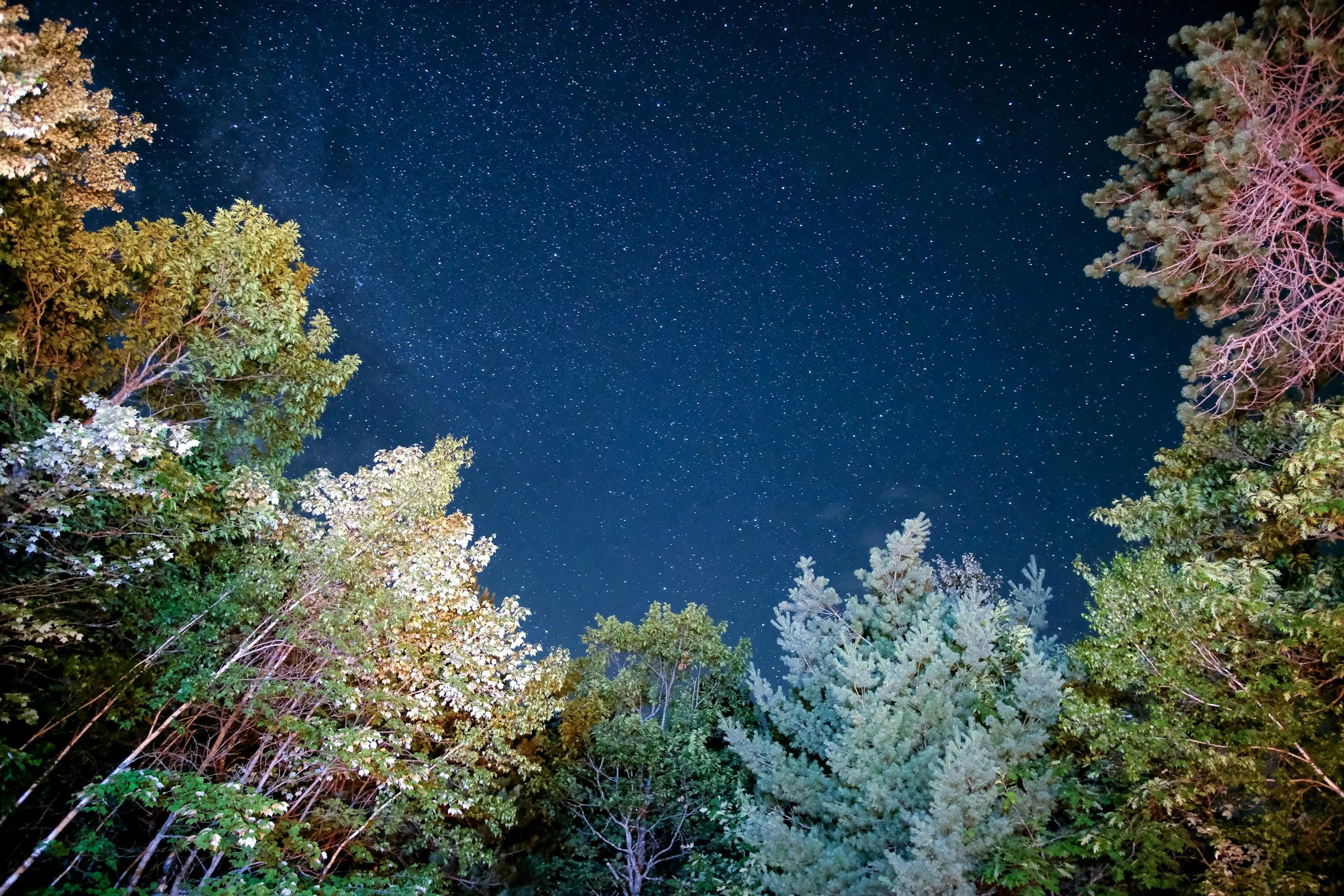 Night sky filled with stars above trees with green and white foliage.