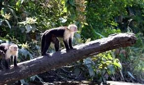 Monkey tours in Jaco Costa Rica