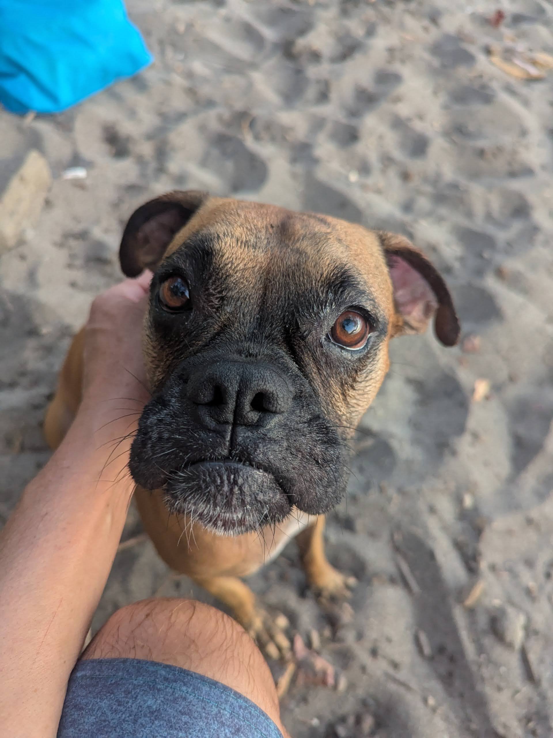Pet at Playa Jaco