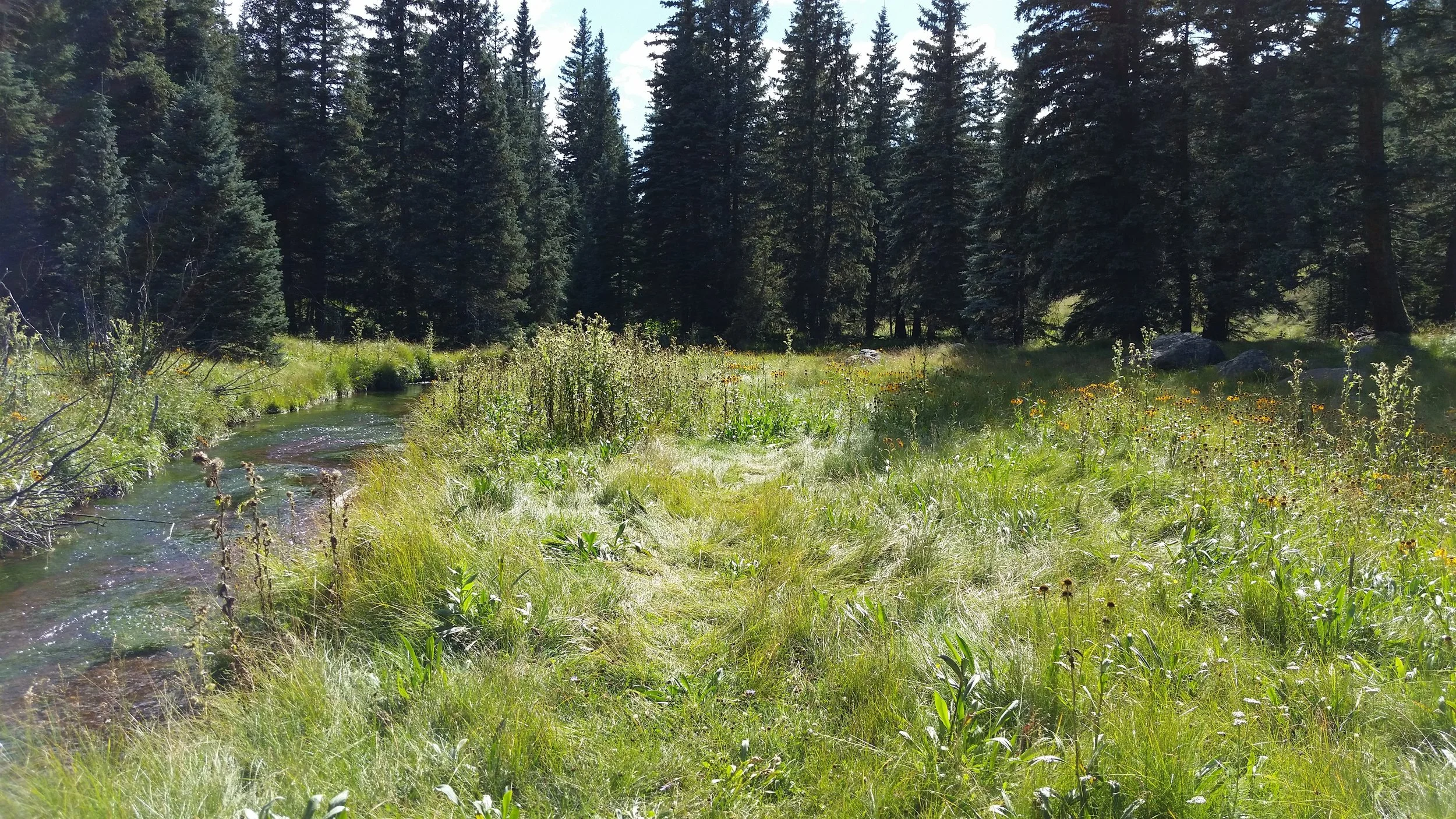 A lush green field with wildflowers and tall grass alongside a small winding creek, with dense forest of tall pine trees in the background on a bright, sunny day.