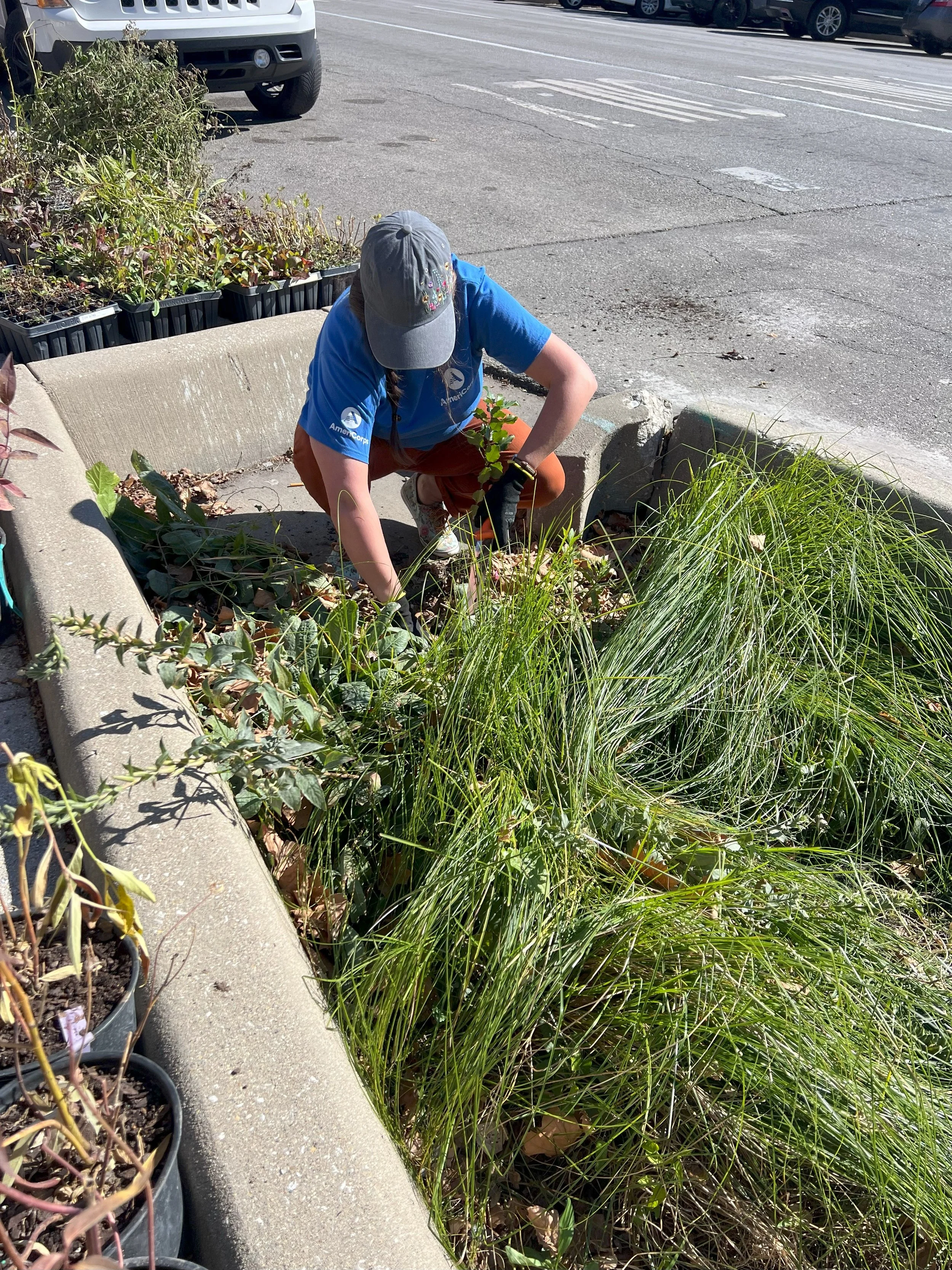 A person planting or weeding in a small urban garden bed beside a parking lot on a sunny day.