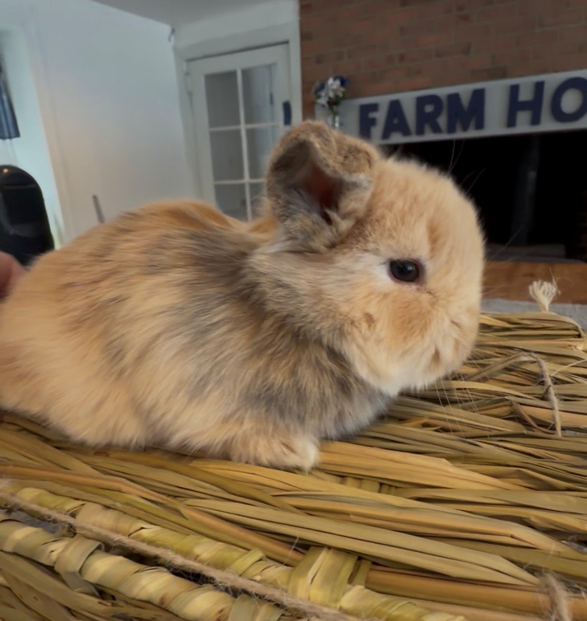 Pedigreed Holland Lop Buck $250