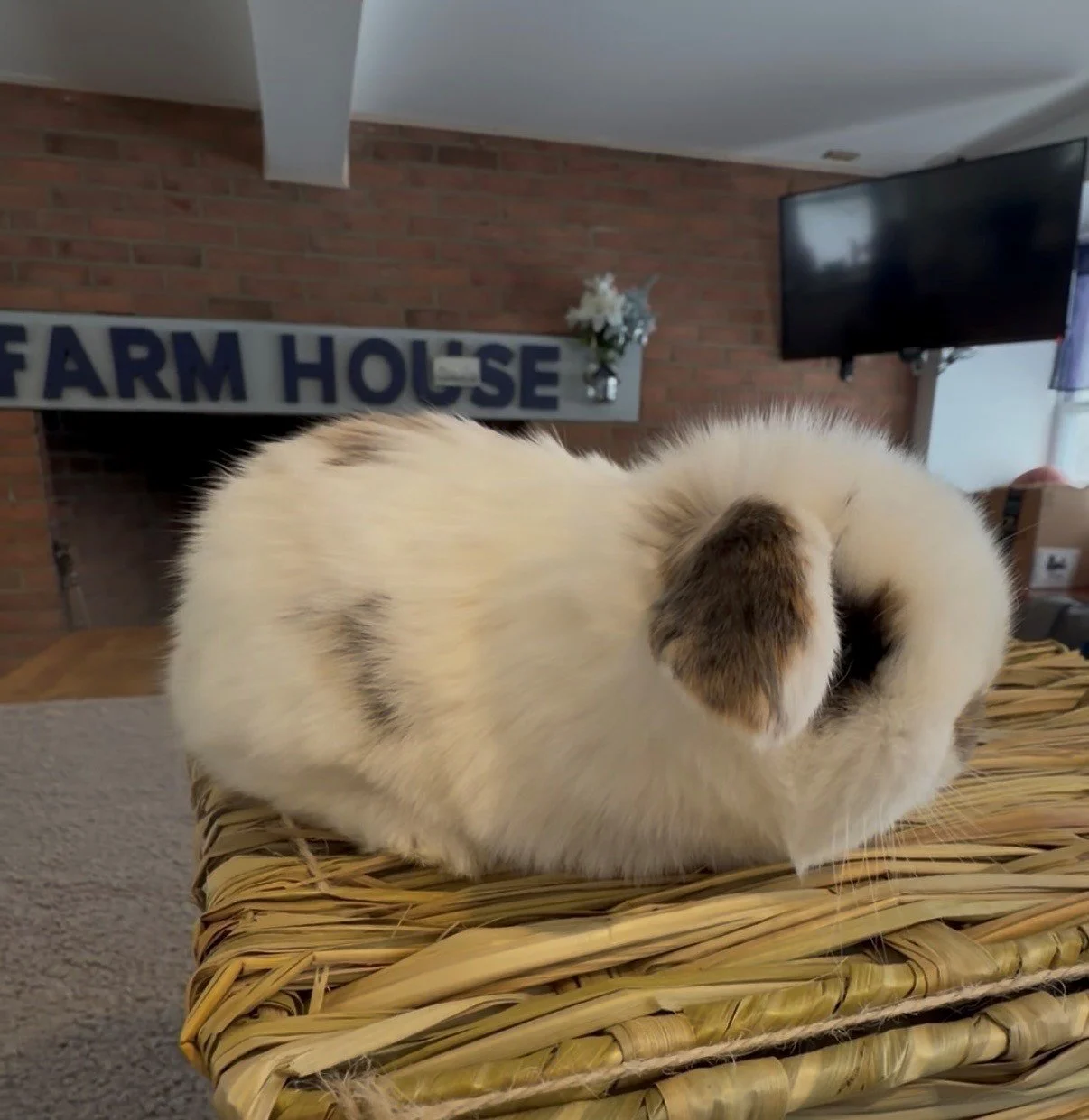 Pedigreed Holland Lop Buck $275.00 with 50% down to reserve