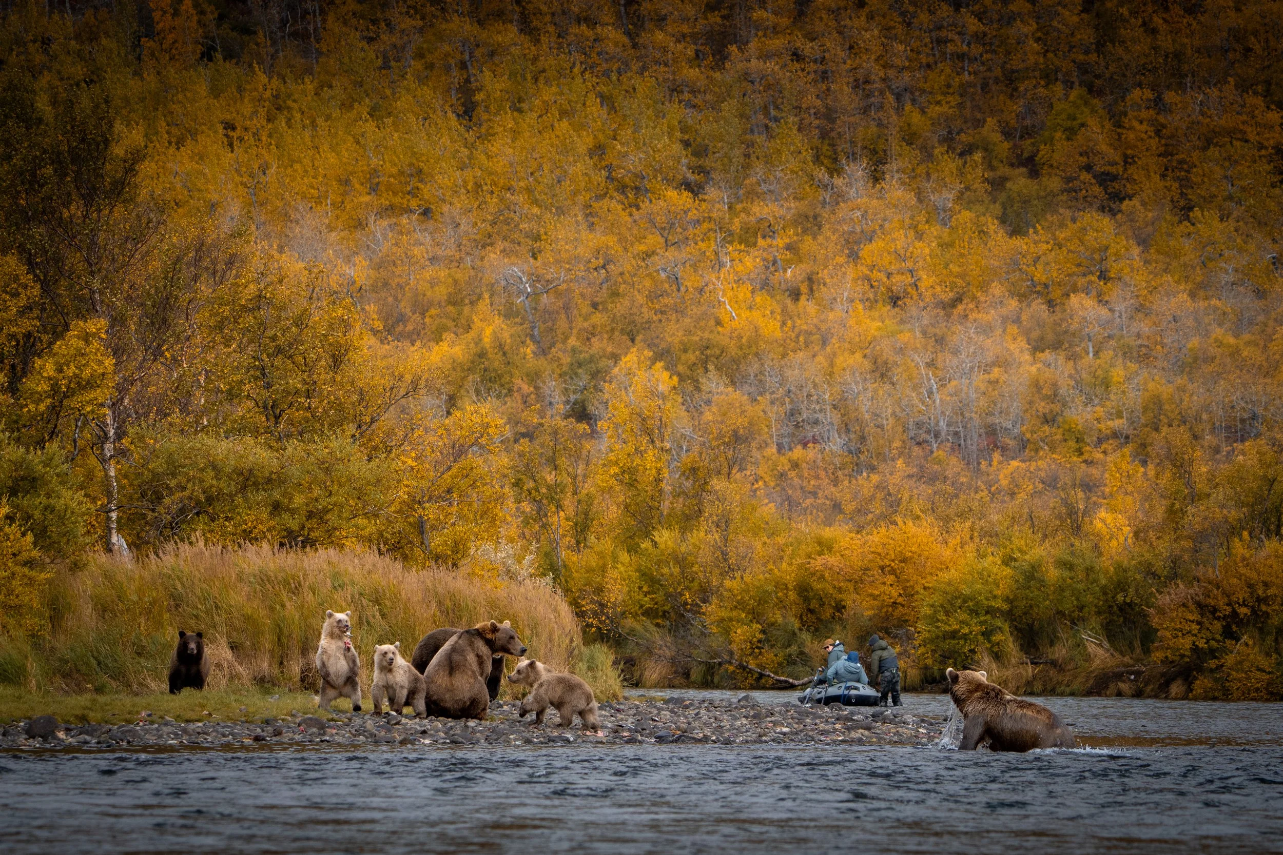 Remote Katmai Coast brown bear
