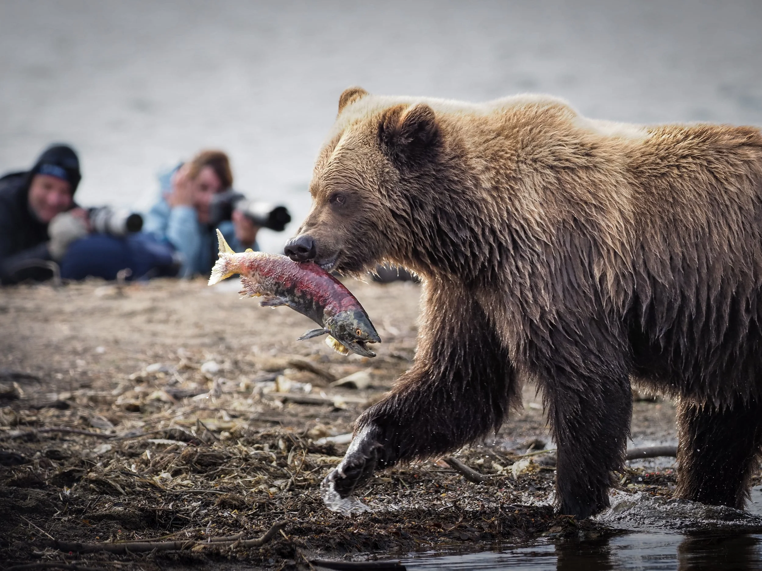 Coastal brown bear carrying freshly caught red sockeye salmon while wildlife photographers lay prone behind the bear with telephoto cameras, blurred in the background.