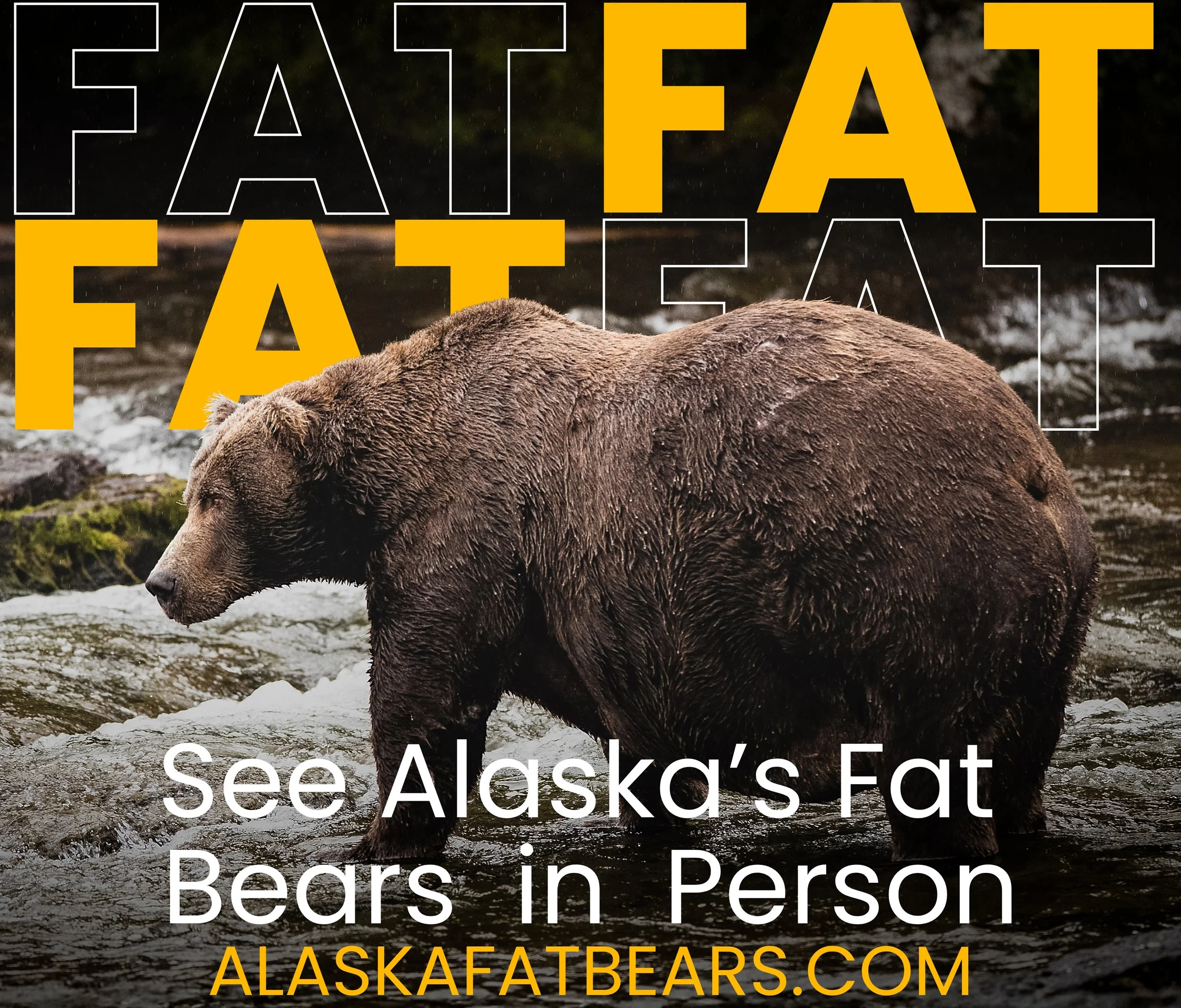 Fat Bear Season: The Grand Finale of an Alaskan Summer