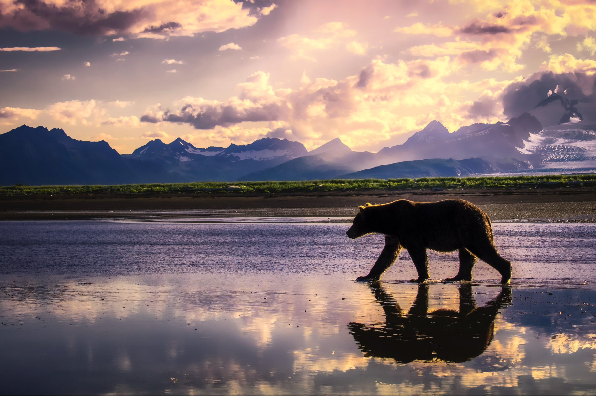 What 26 Years Around Alaska’s Bears Taught Me About Stewardship