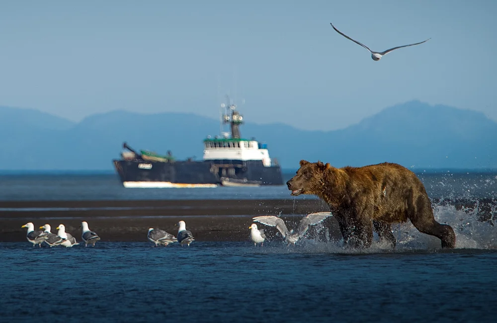 M/V Ursus expedition vessel on the Alaska Bear Coast