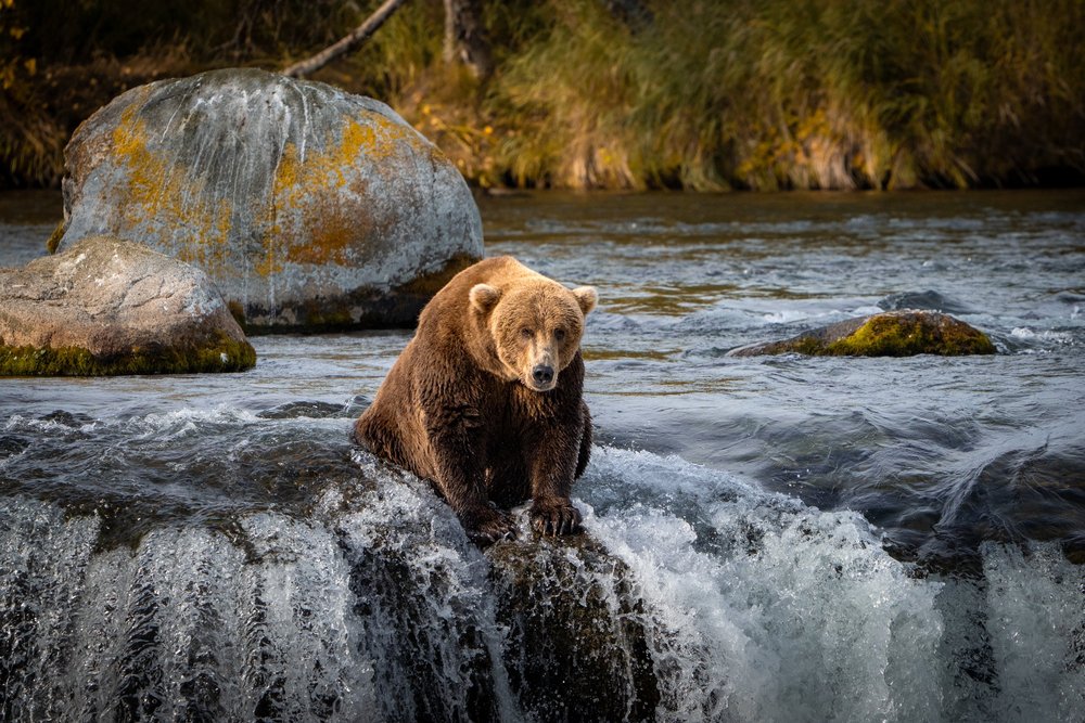 Fat bear at Brooks Falls