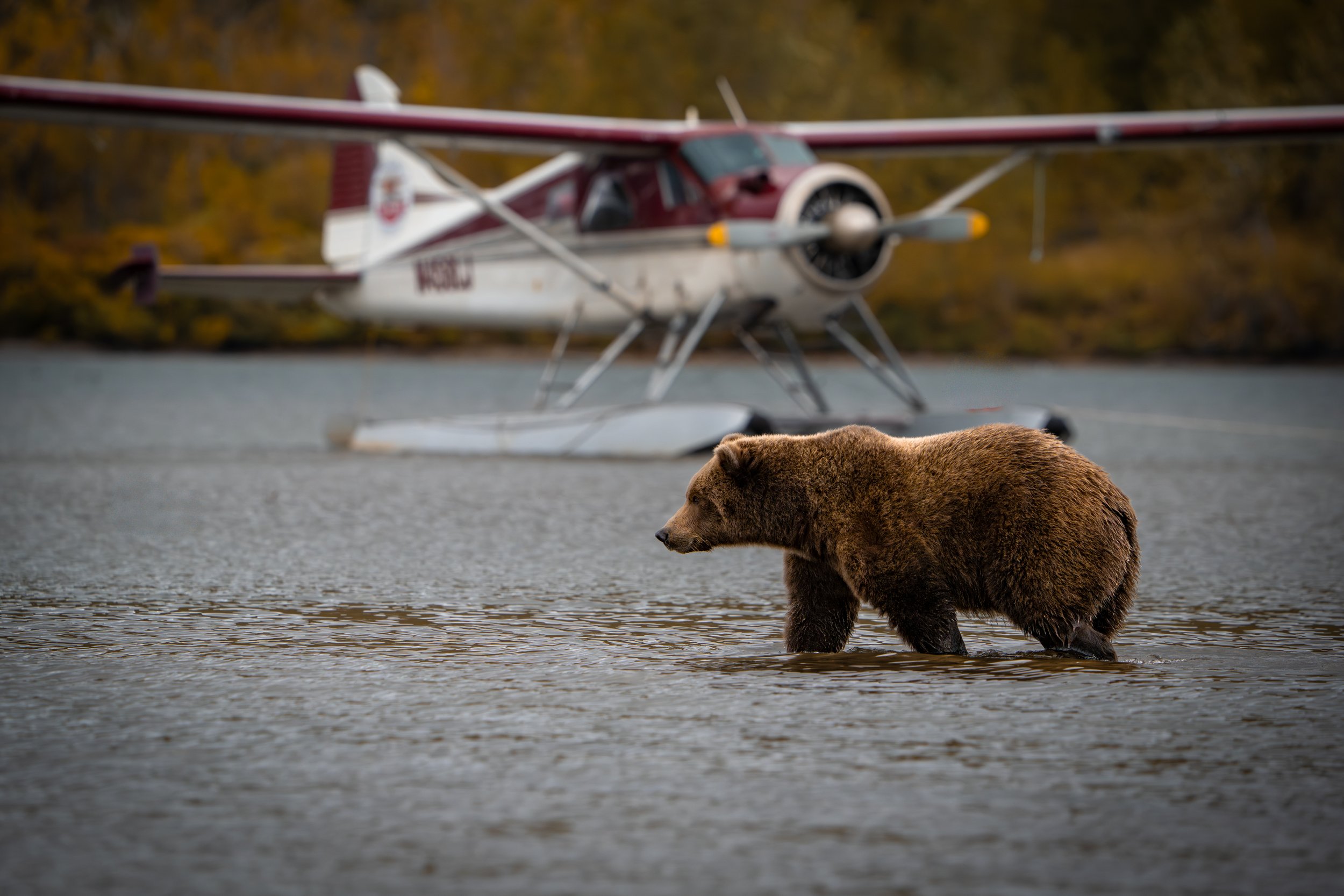 Katmai Coast bear viewing