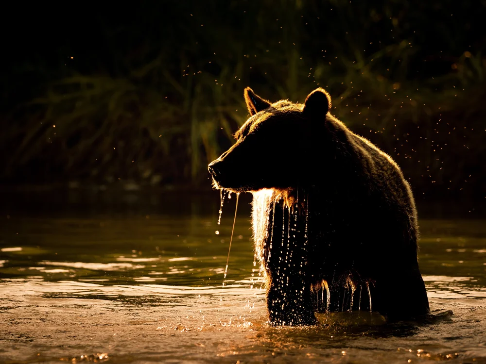 Backlit bear on the Alaska coast
