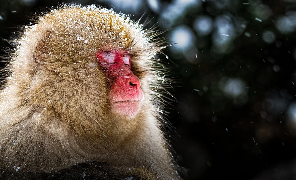 Relaxed Japanese macaque soaking in a Jigokudani hot spring