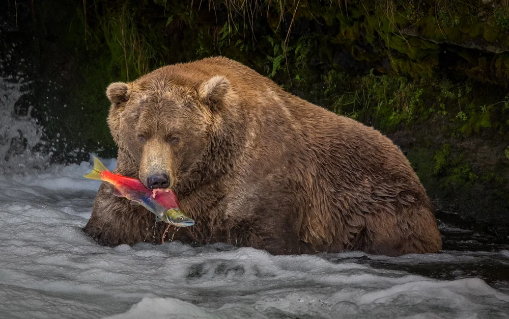 Alaska brown bear catching salmon