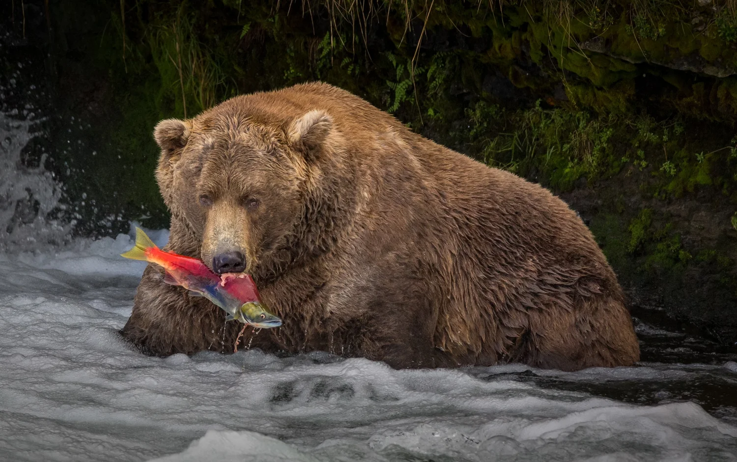 Alaska brown bear catching salmon