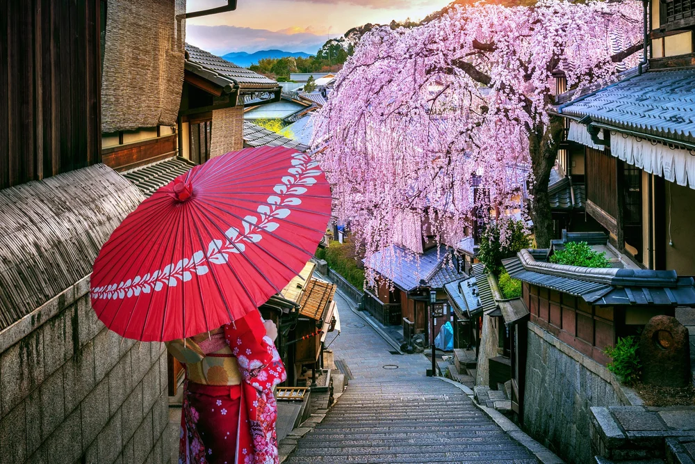 Cherry blossoms in Kyoto during spring