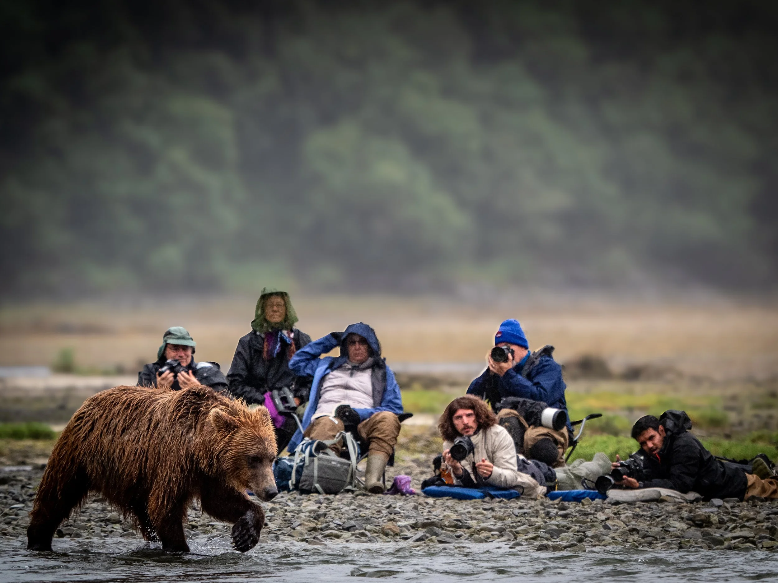 Large coastal brown bear walking through shallow river water in Alaska while a group of wildlife photographers sit and lie on a rocky shoreline in the background holding cameras and observing from close range.