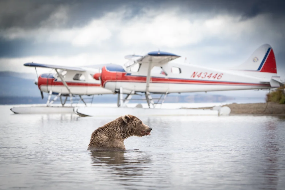 Floatplane and brown bear in Alaska