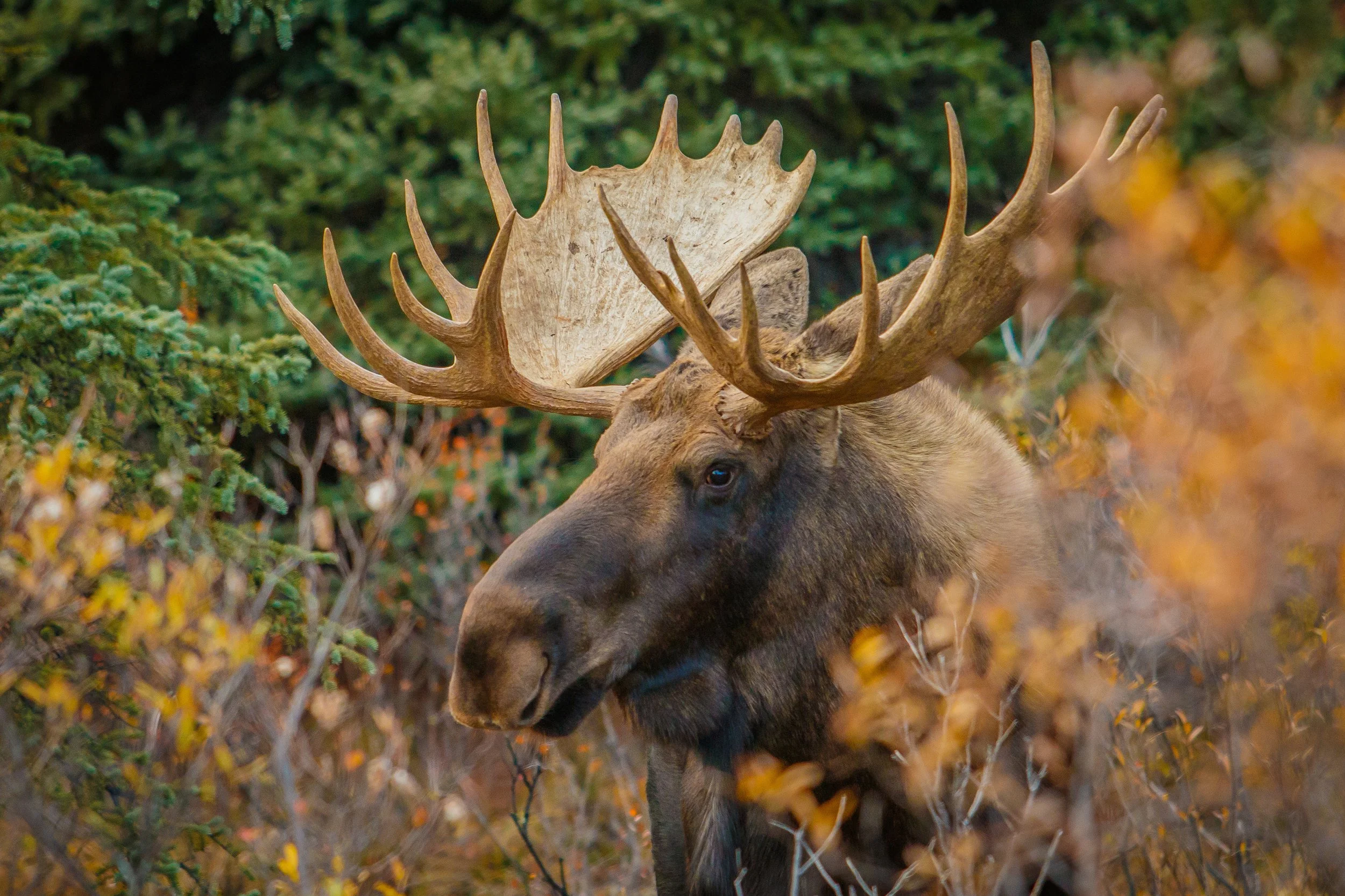 Bull moose in Alaska autumn