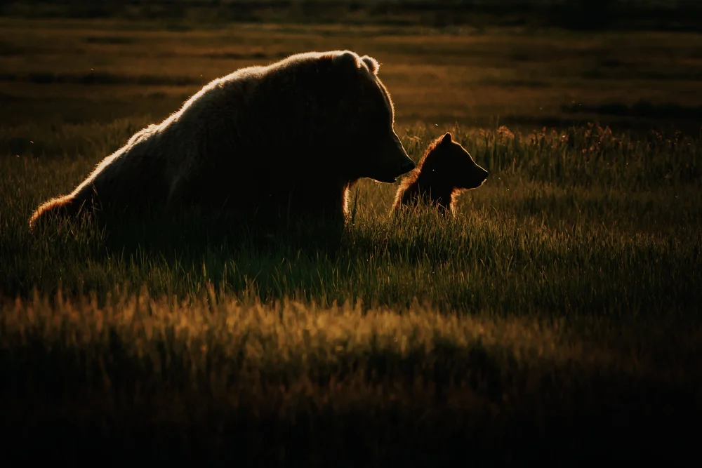 Alaska brown bear in warm autumn light