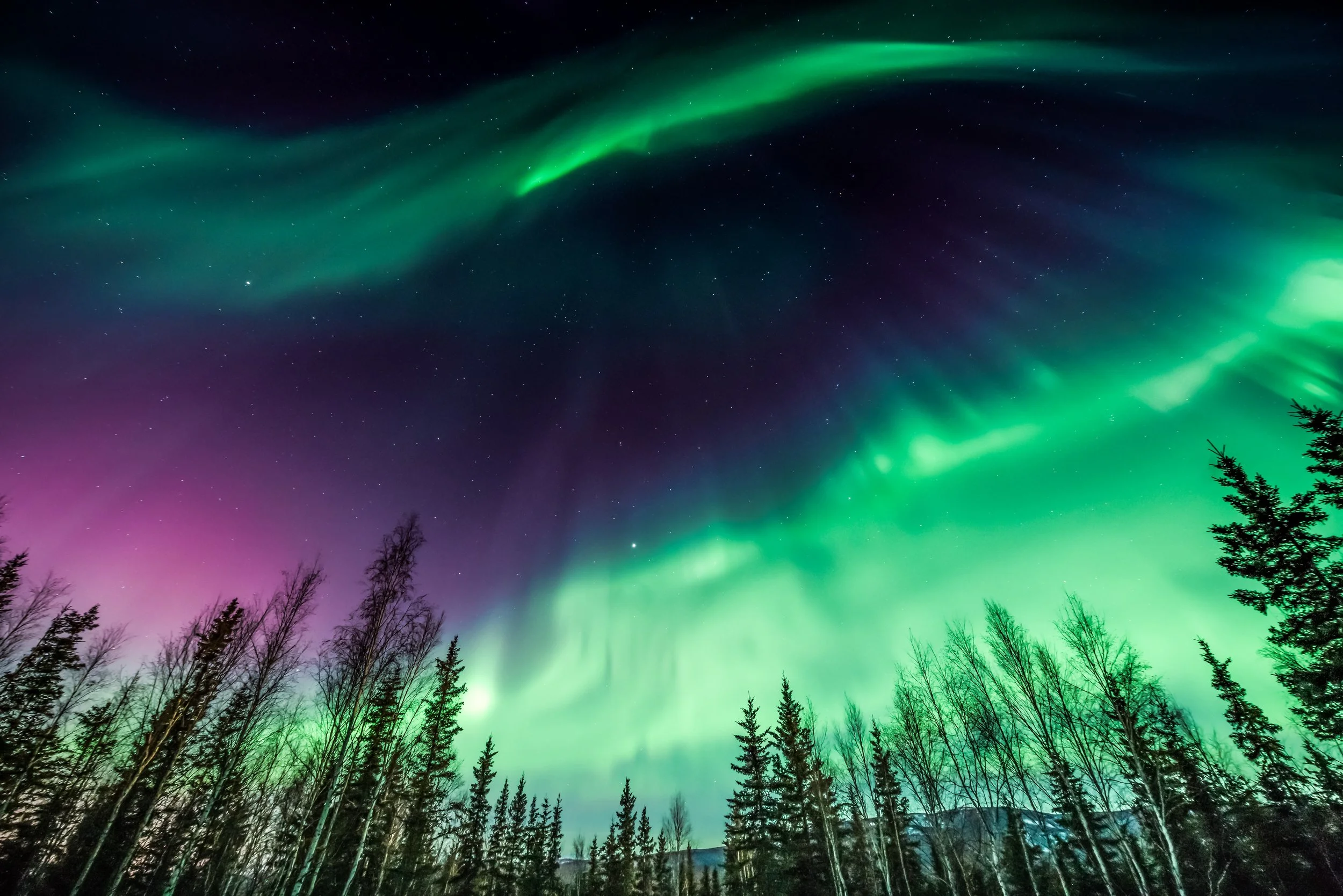 Green and purple aurora borealis over silhouetted trees in remote Alaska — northern lights photography with World Untouched in autumn skies