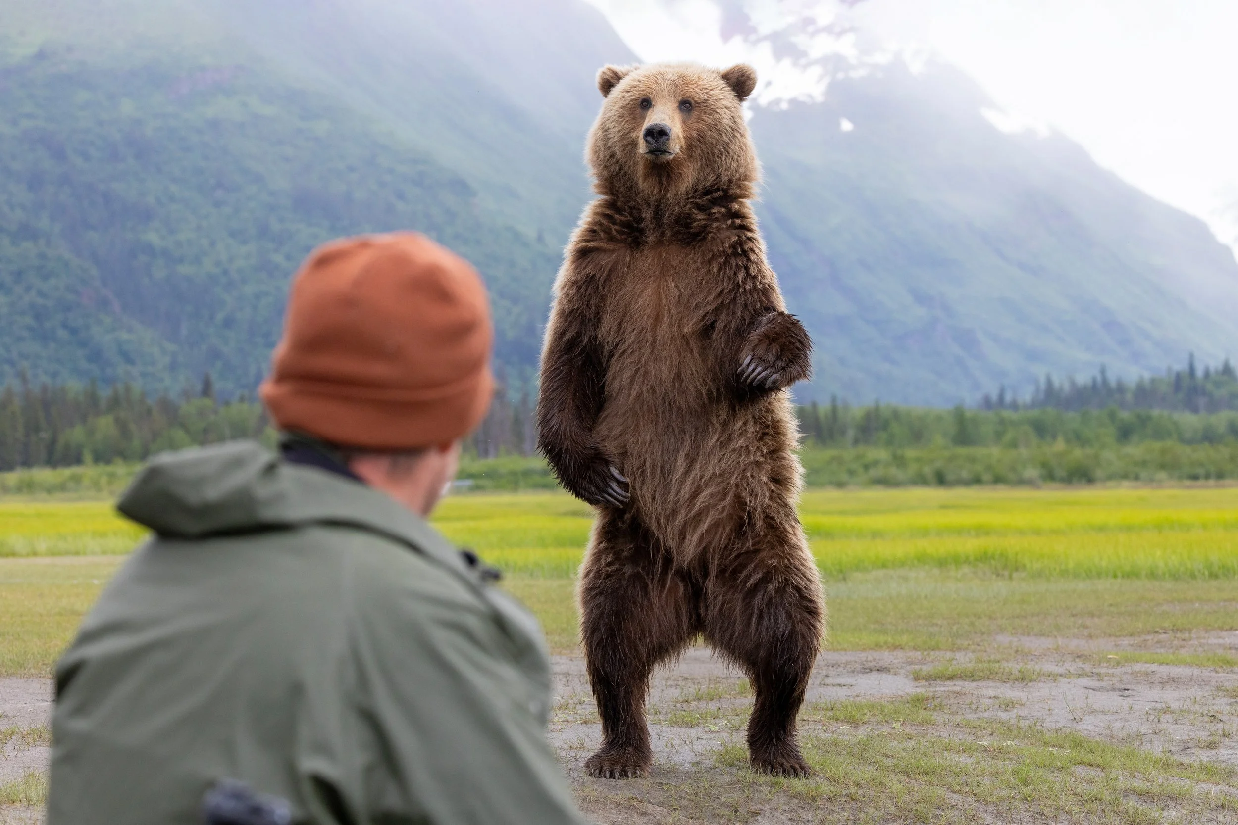 Coastal grizzly standing upright near traveler in fall tundra setting — guided bear viewing experience with World Untouched during salmon peak
