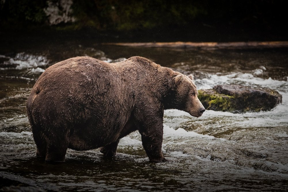 Brown bear standing in an Alaskan river