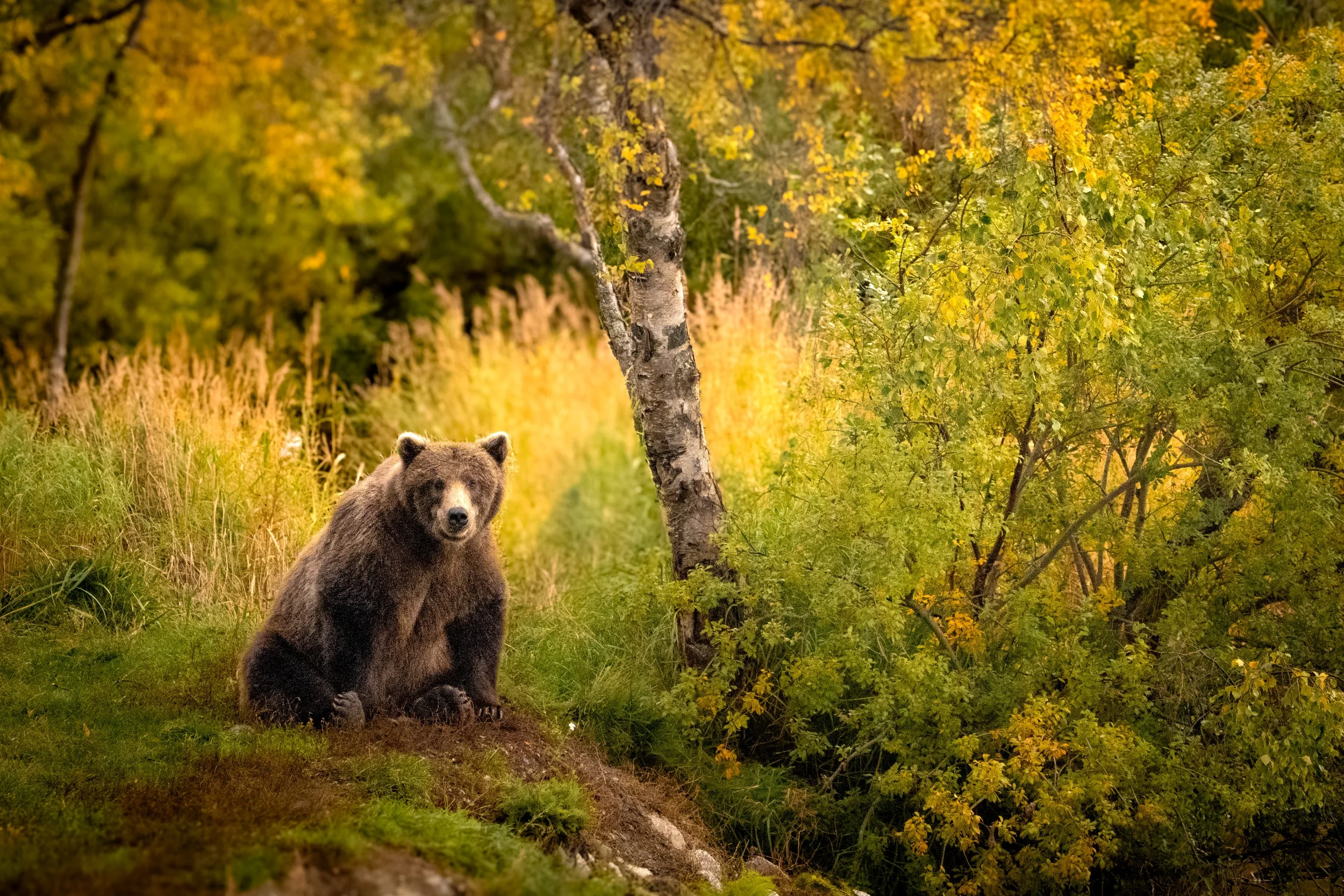 A large brown bear surrounded by autumn colors at Brooks Falls in Katmai National Park.