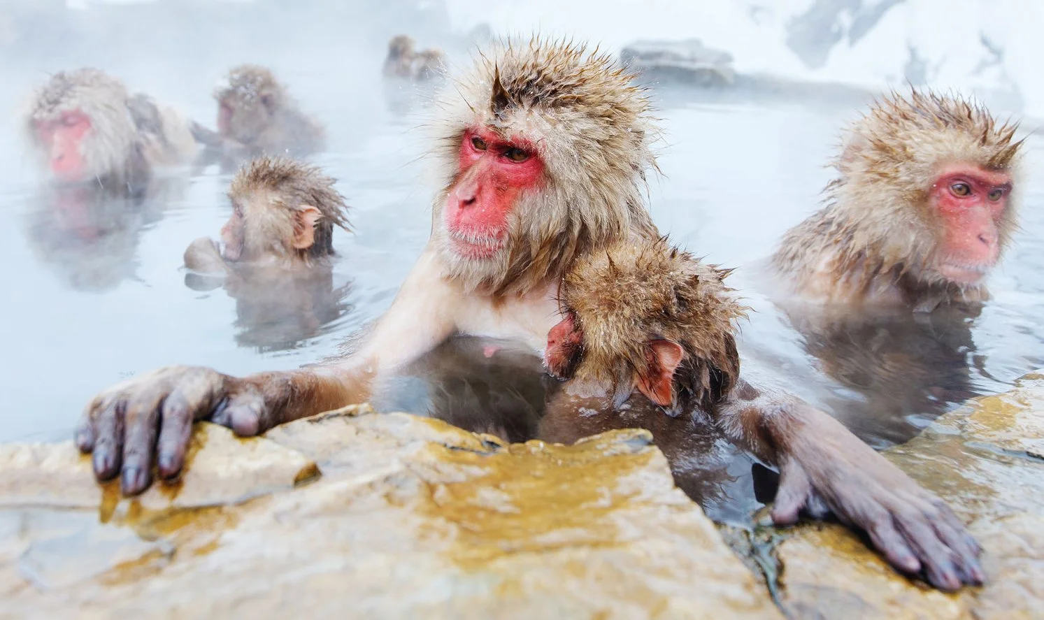 Snow monkeys soaking in hot springs in Japan